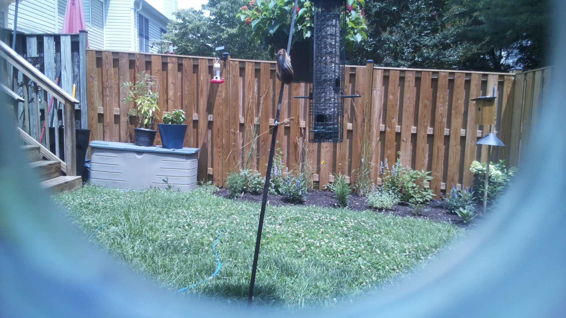Unknown Bird