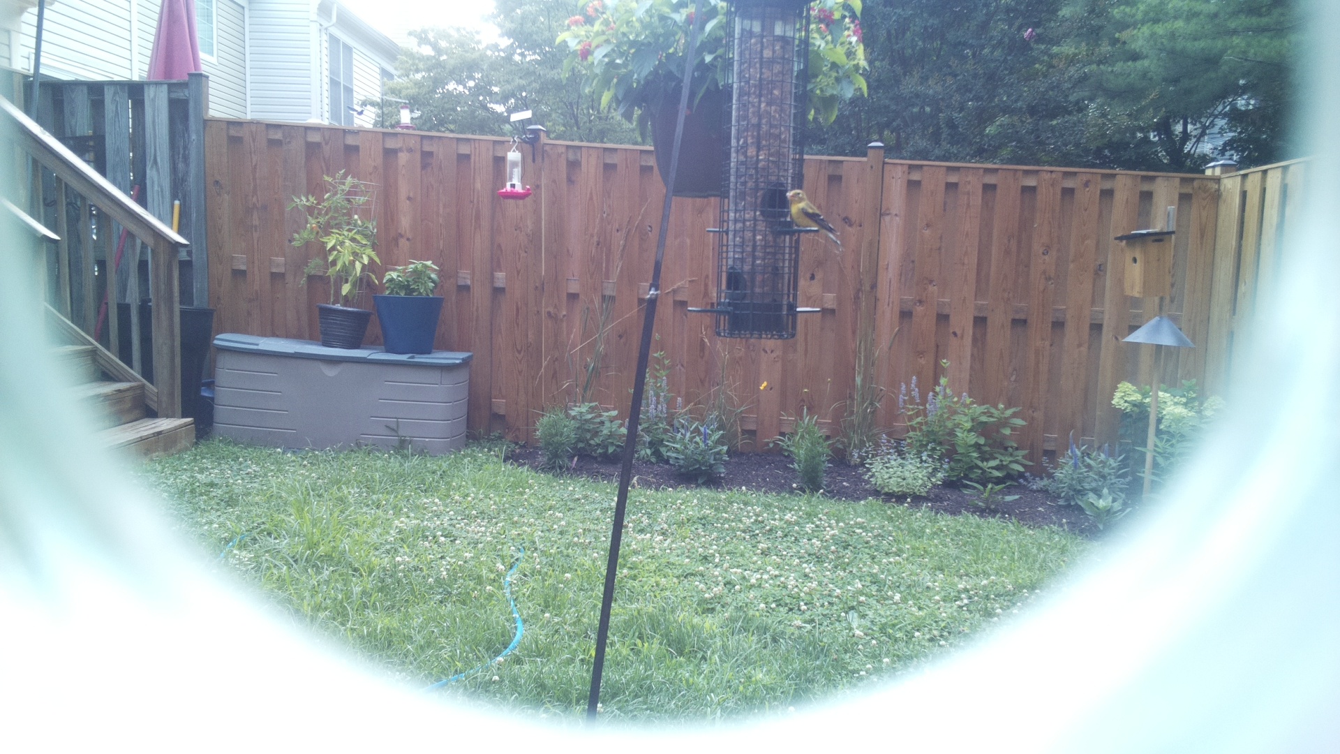 American Goldfinch