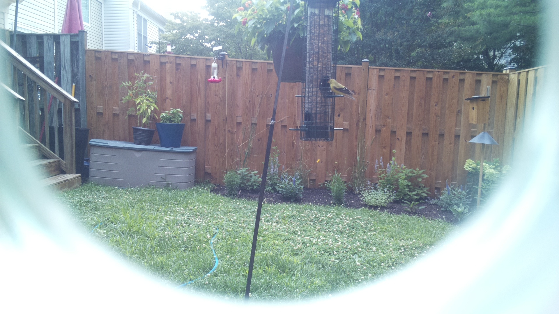 American Goldfinch