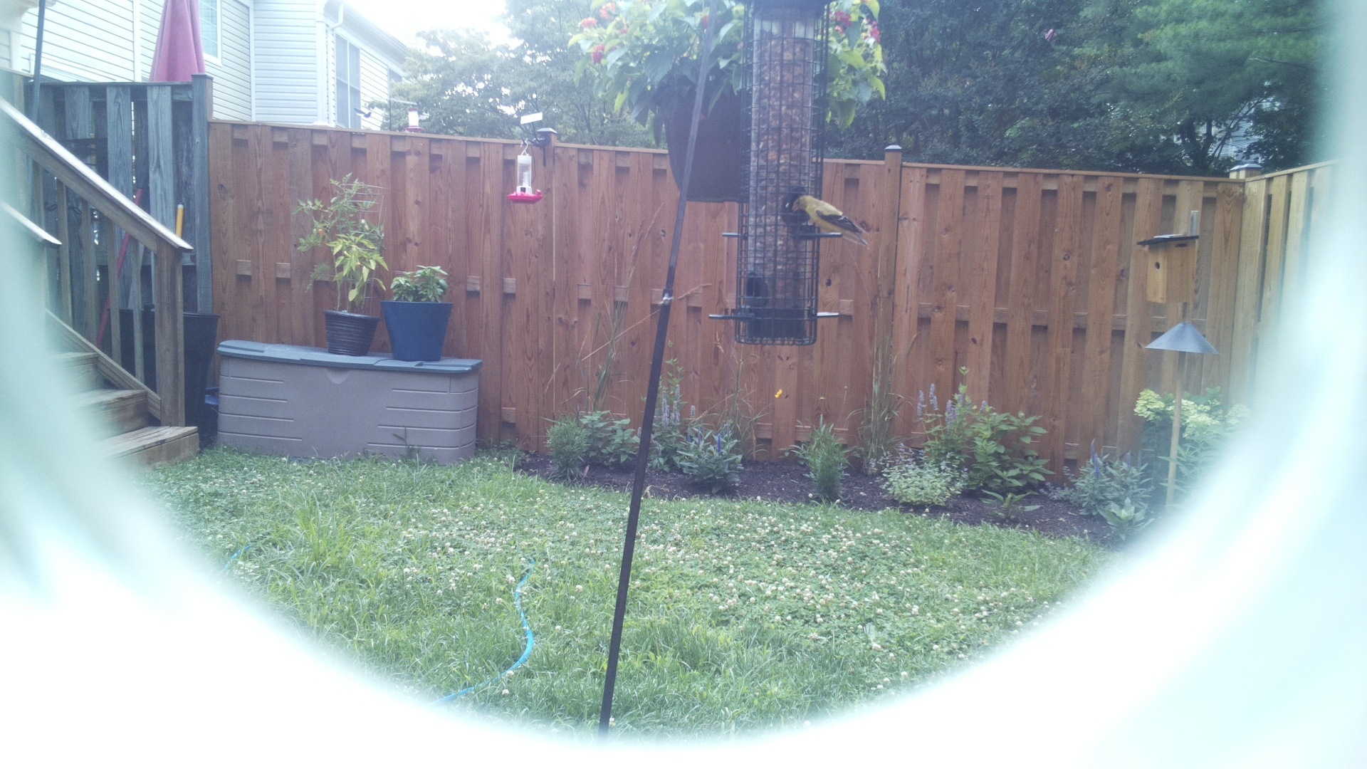 American Goldfinch