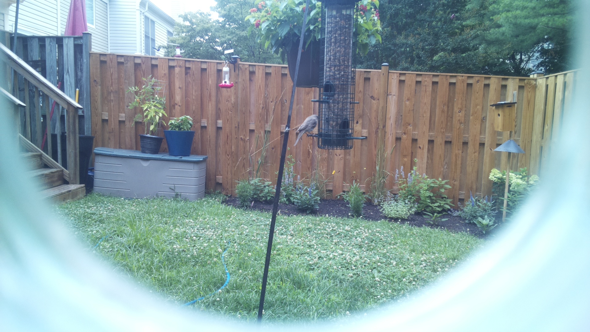 Likely Finch