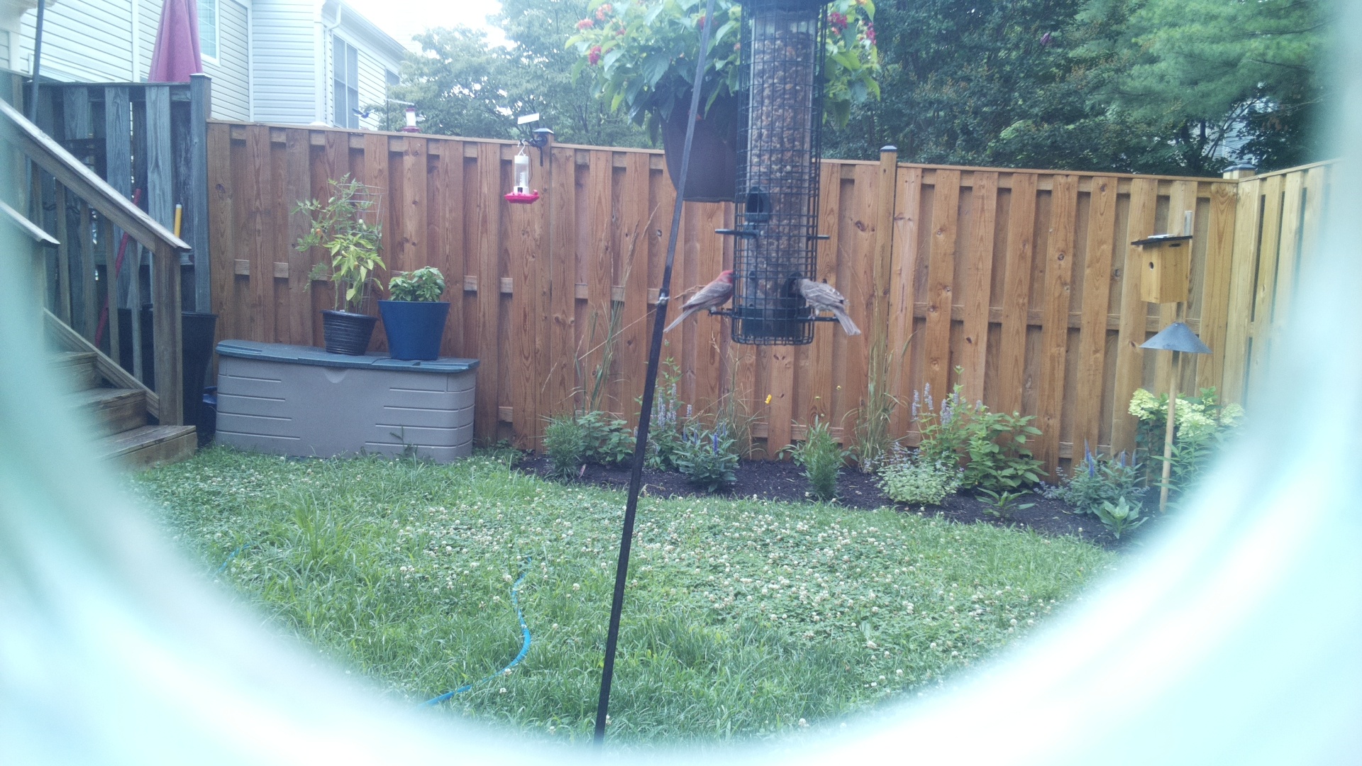 Purple Finch