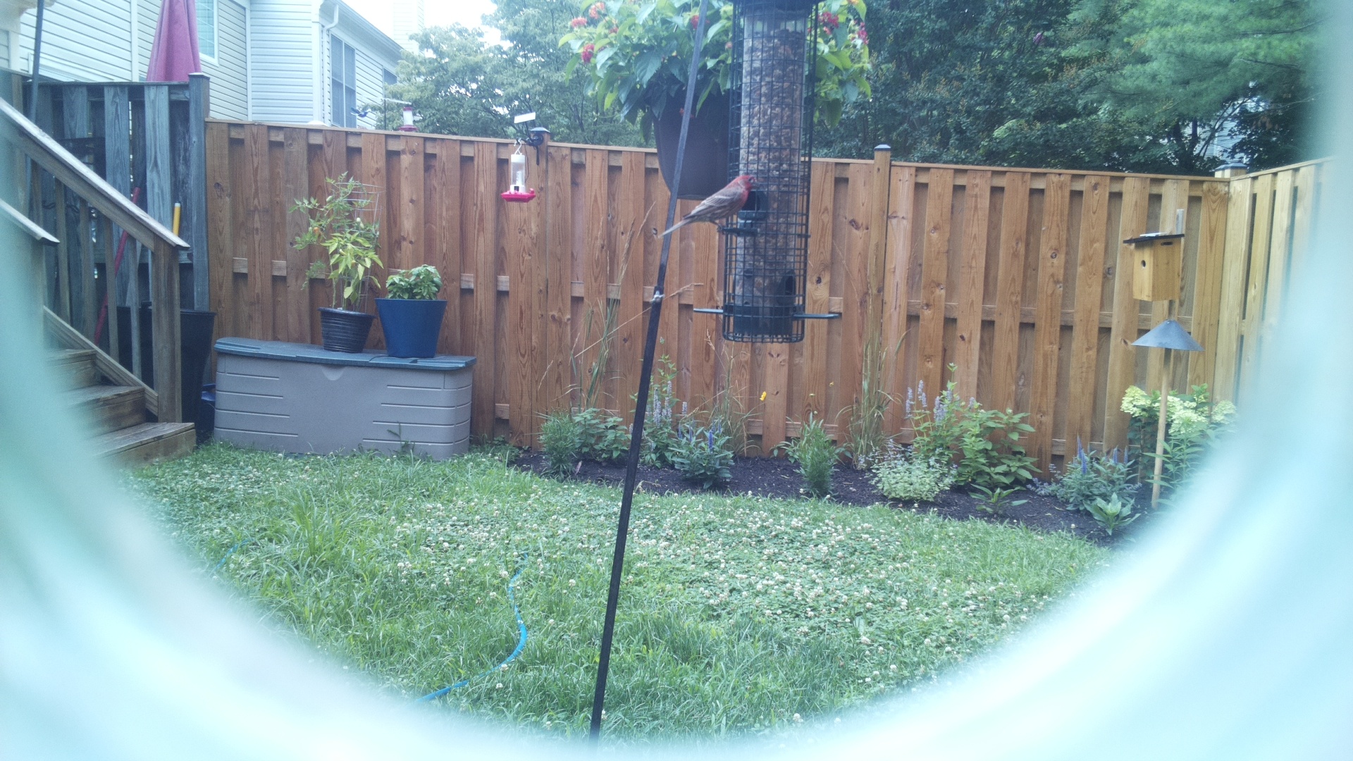 Likely Finch