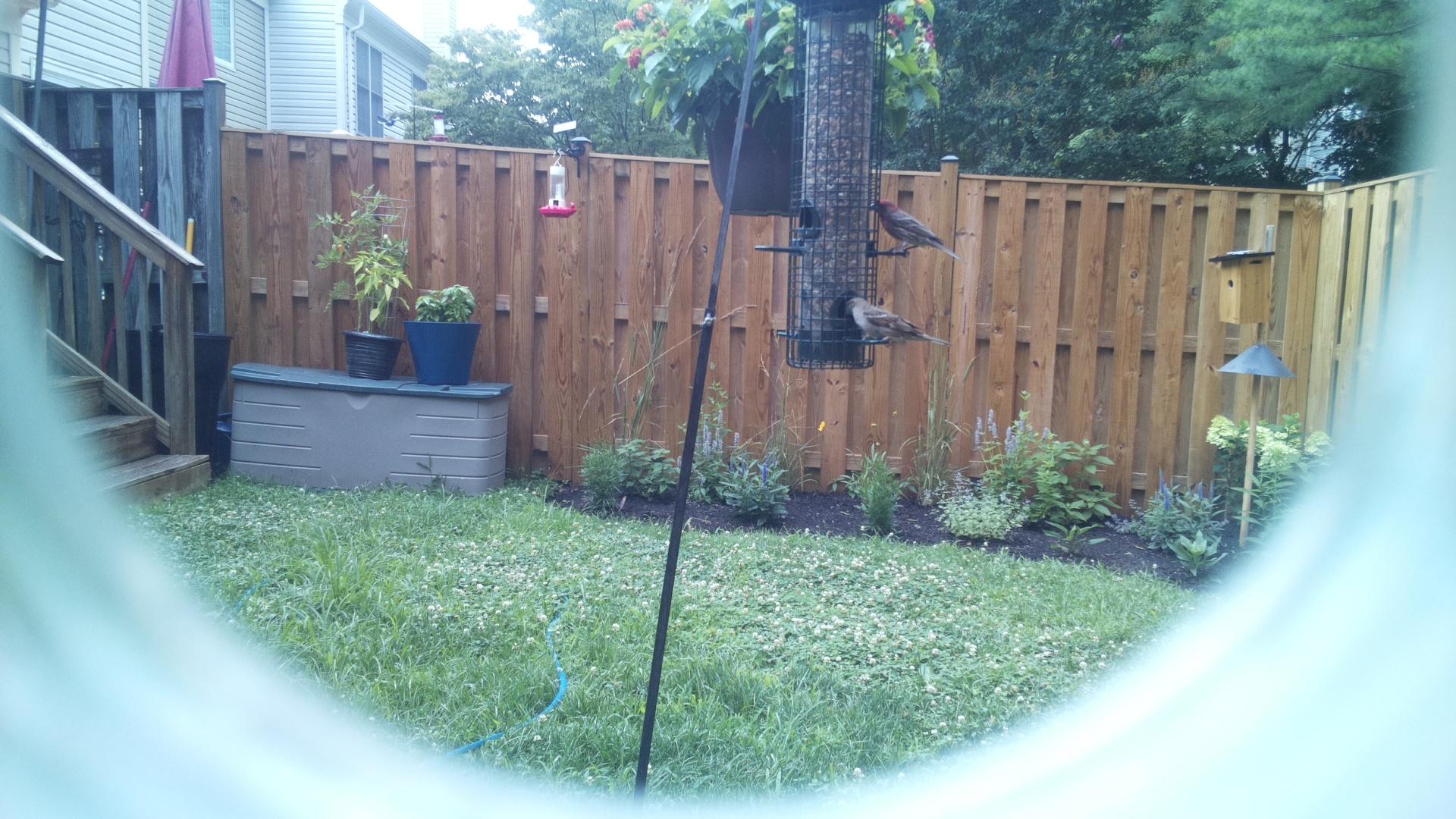 Likely Sparrow