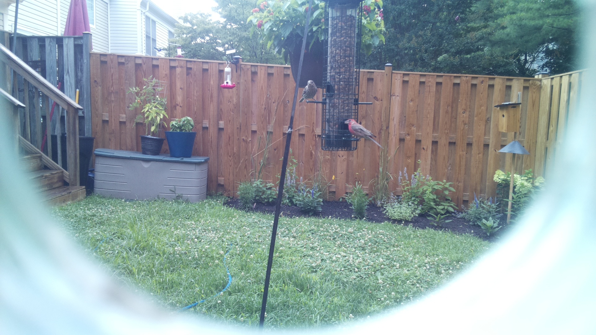 Purple Finch