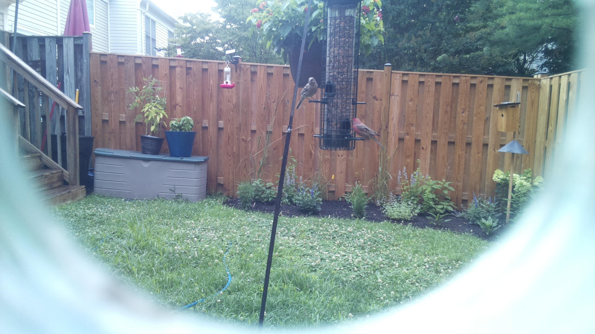 Purple Finch
