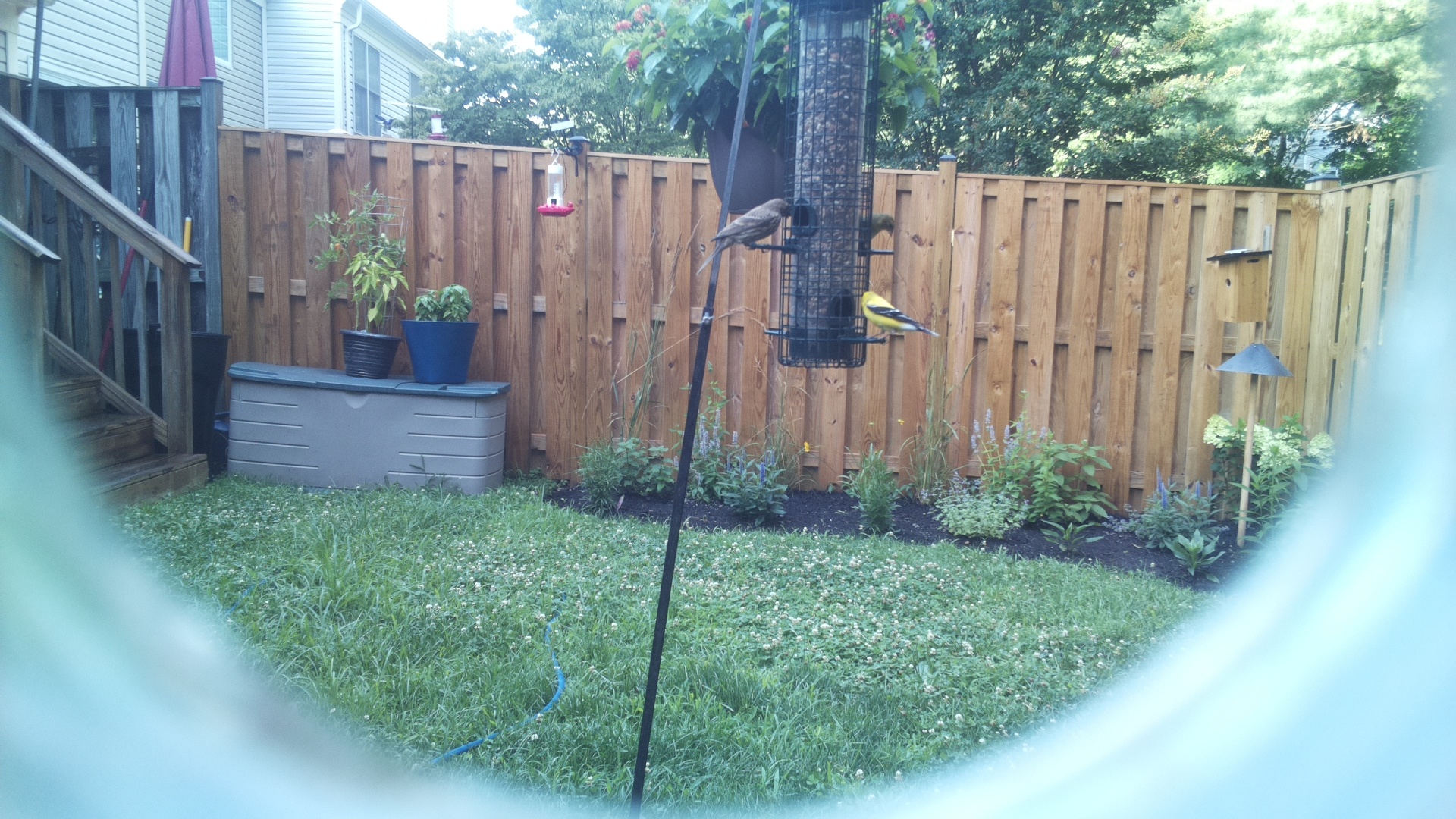 American Goldfinch