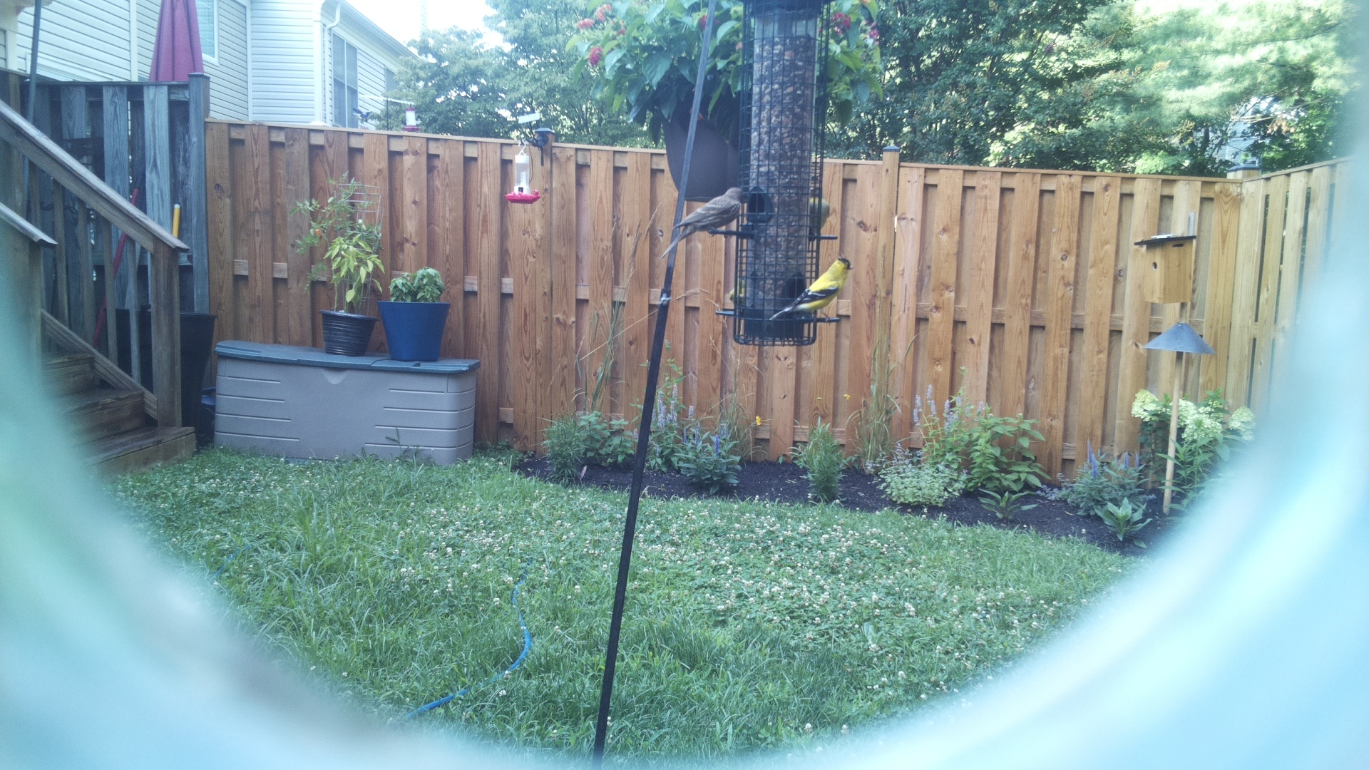 American Goldfinch