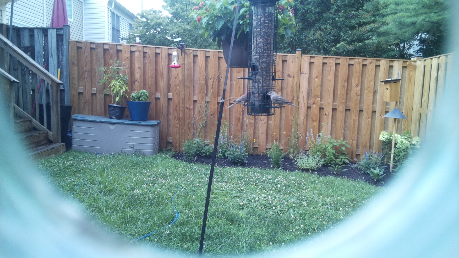 Likely Chickadee/Titmouse
