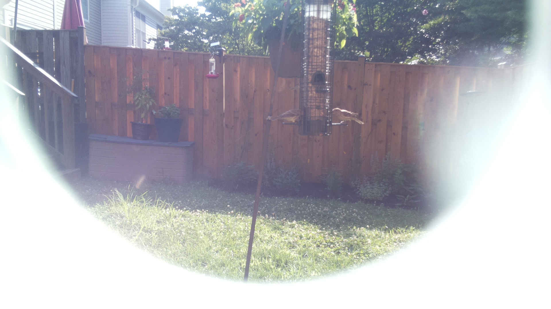 Carolina Wren