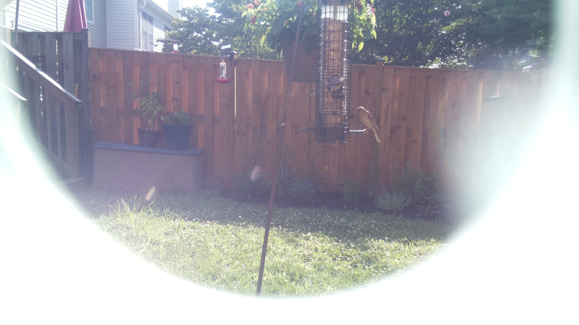 Unknown Bird