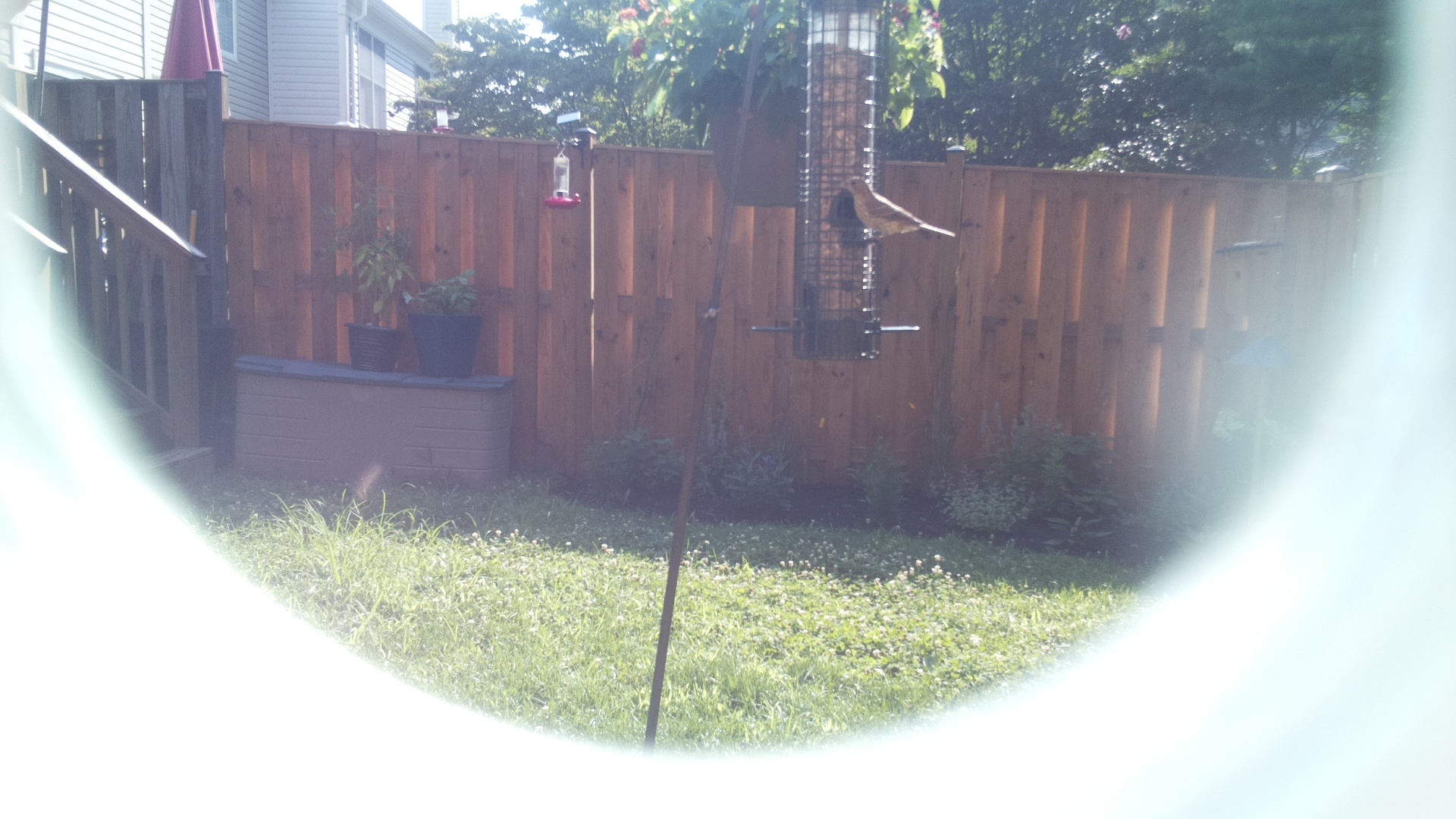 Unknown Bird