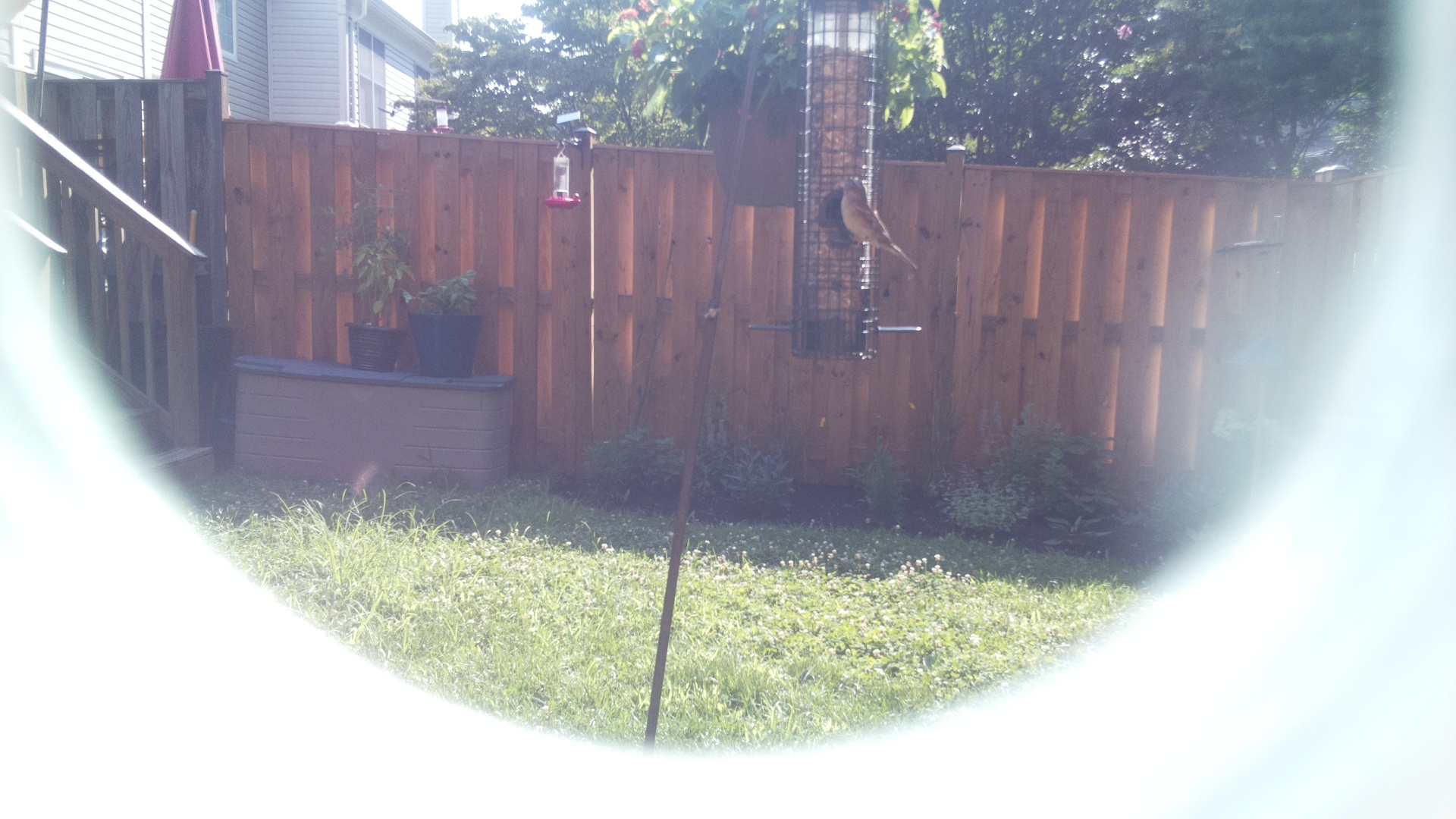Unknown Bird