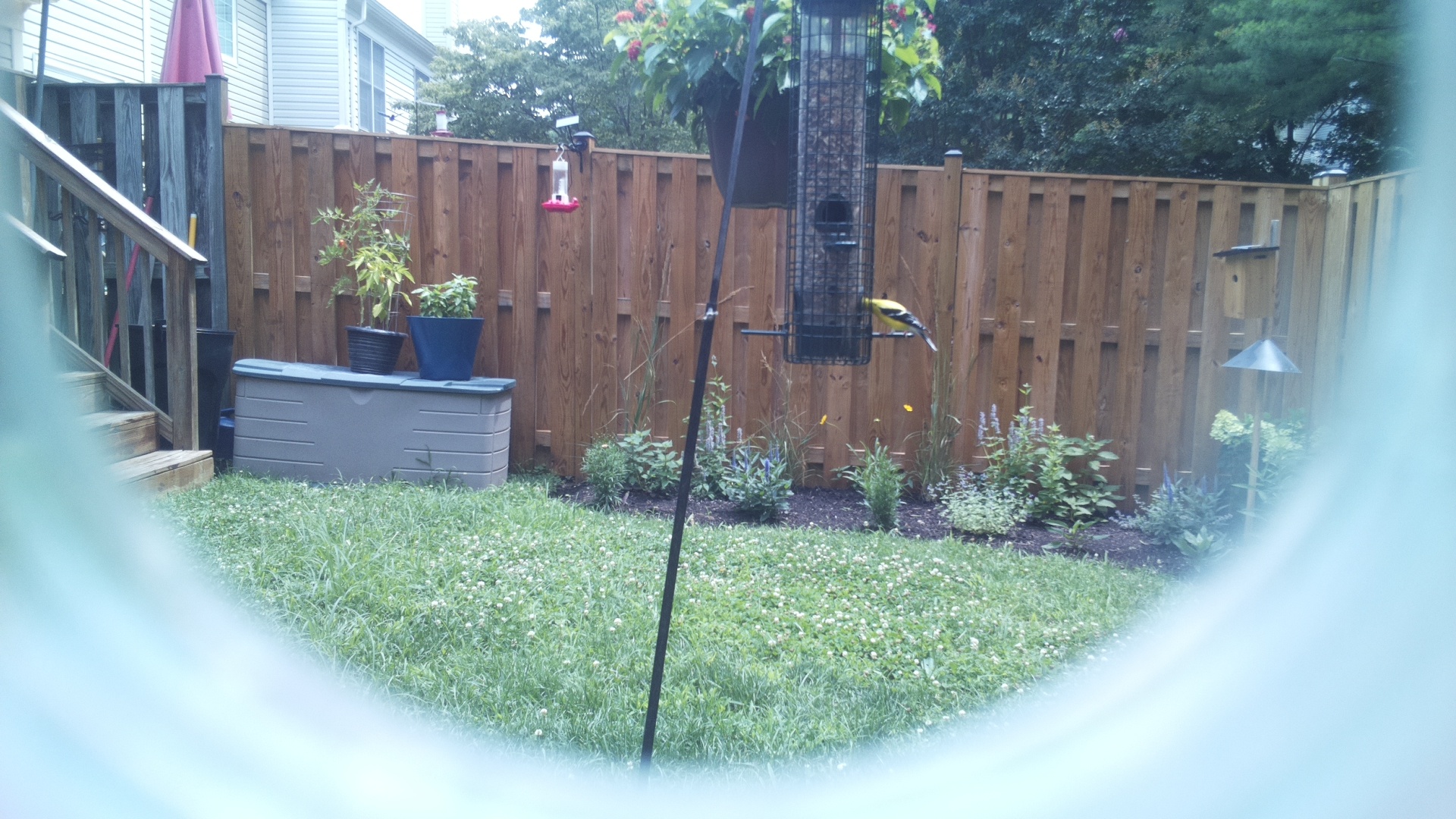 American Goldfinch