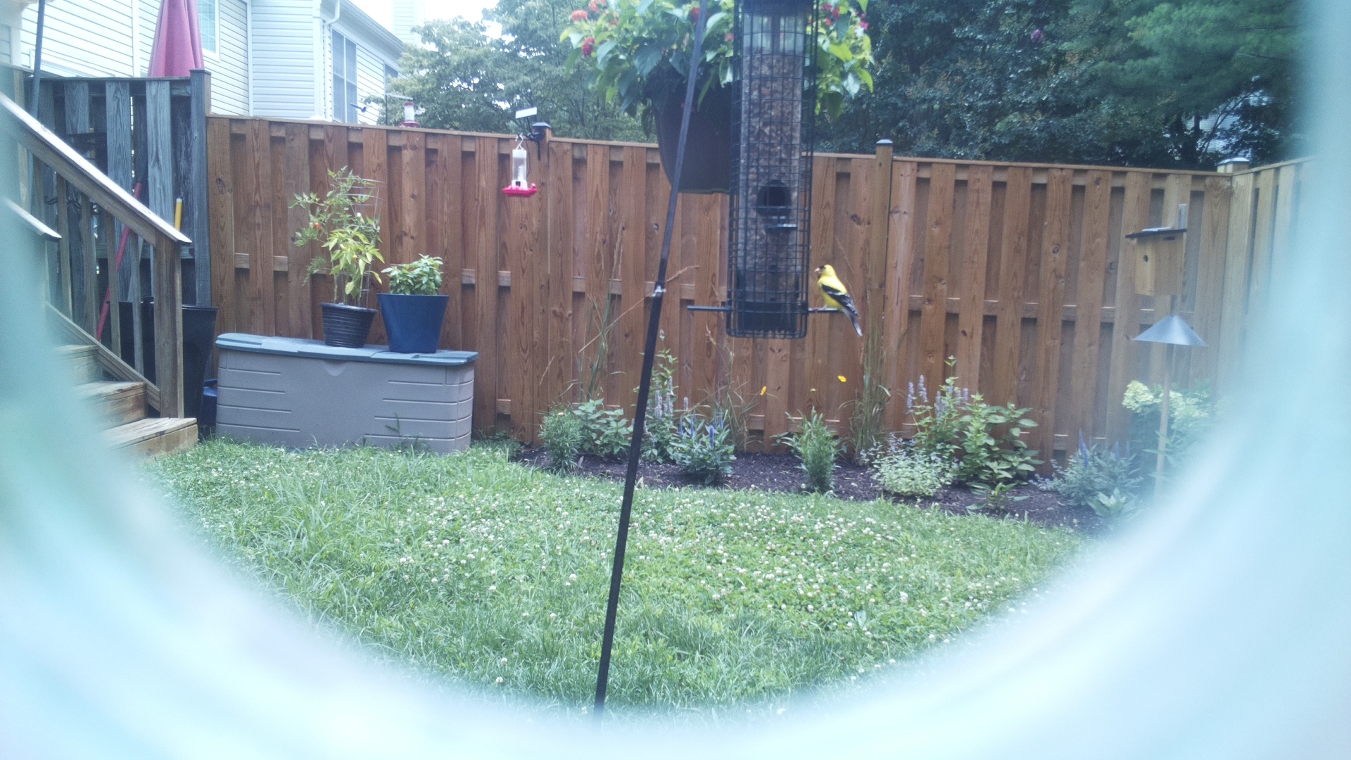American Goldfinch
