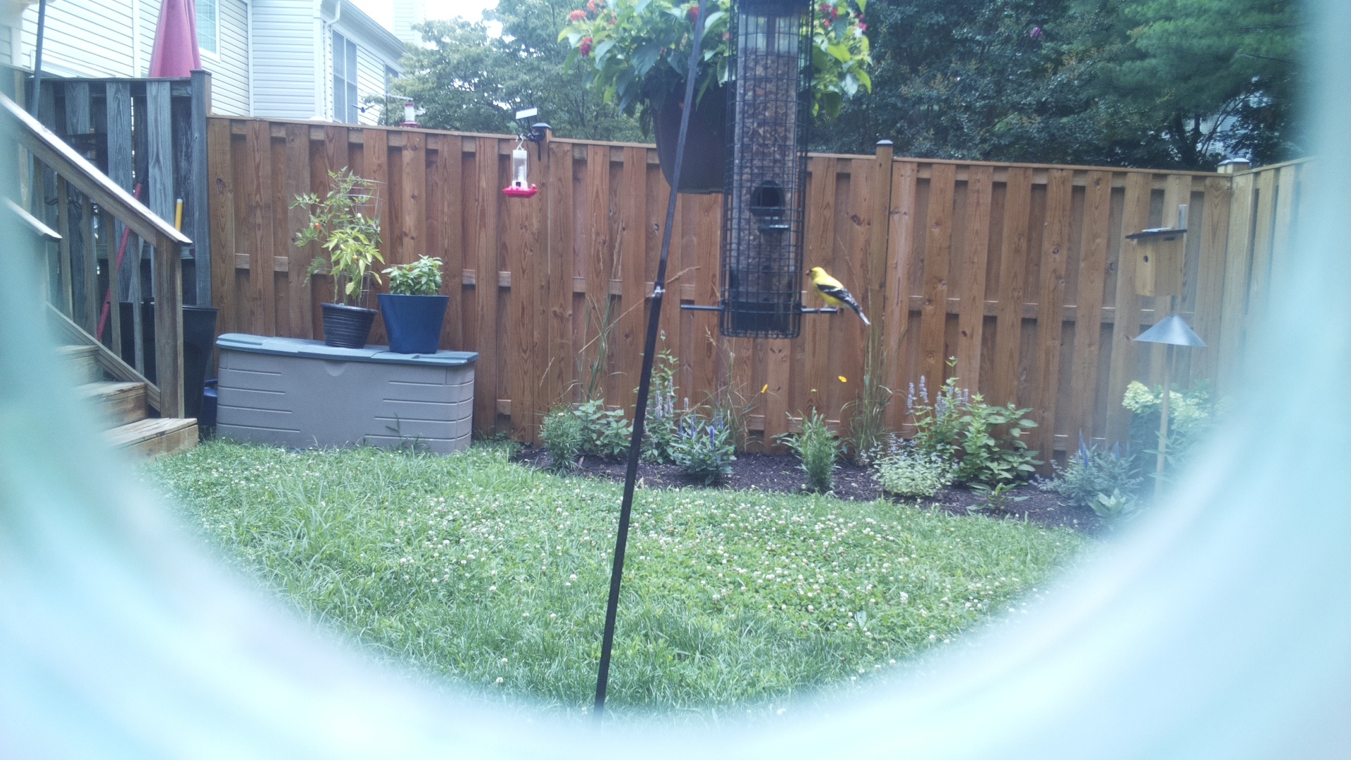 American Goldfinch