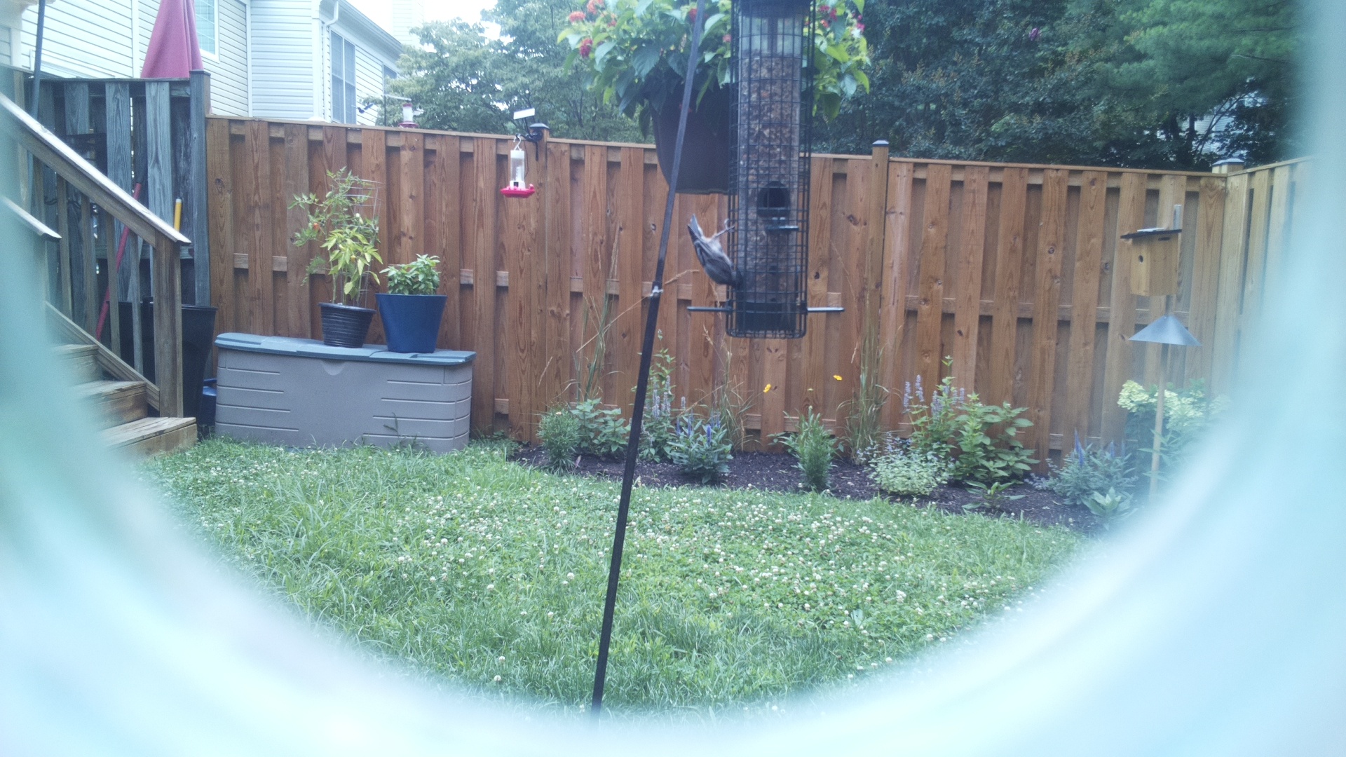 White-breasted Nuthatch