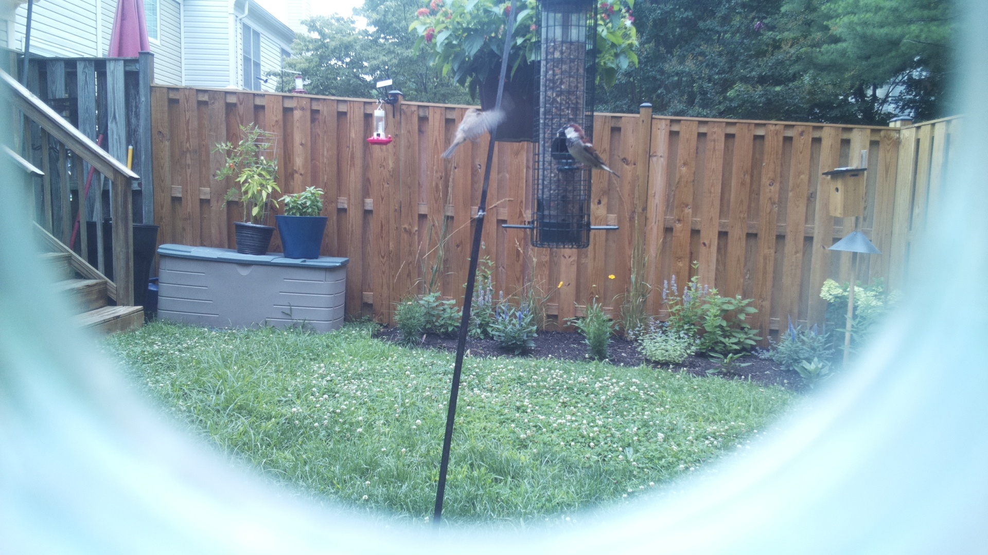 Purple Finch