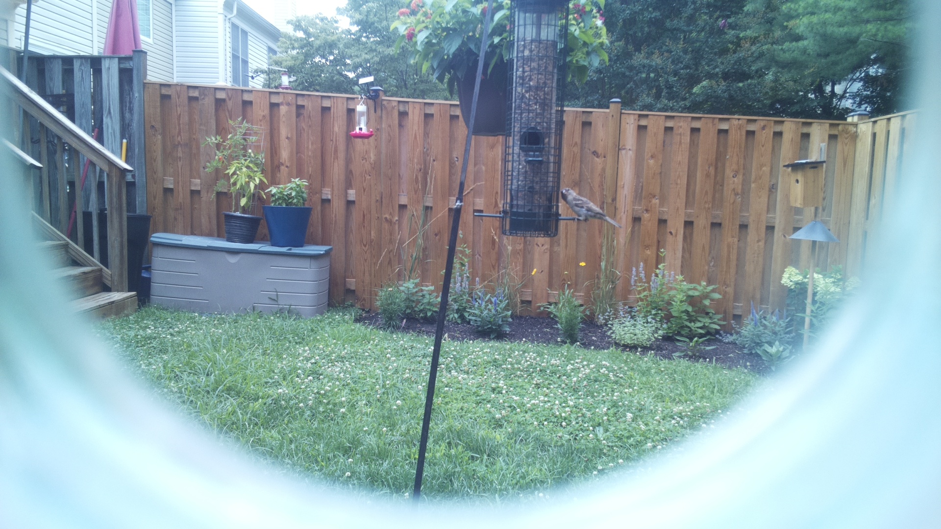 Likely Finch
