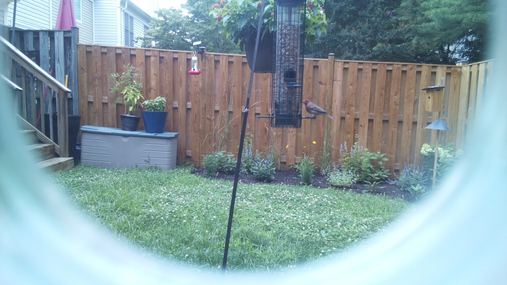 Likely Finch