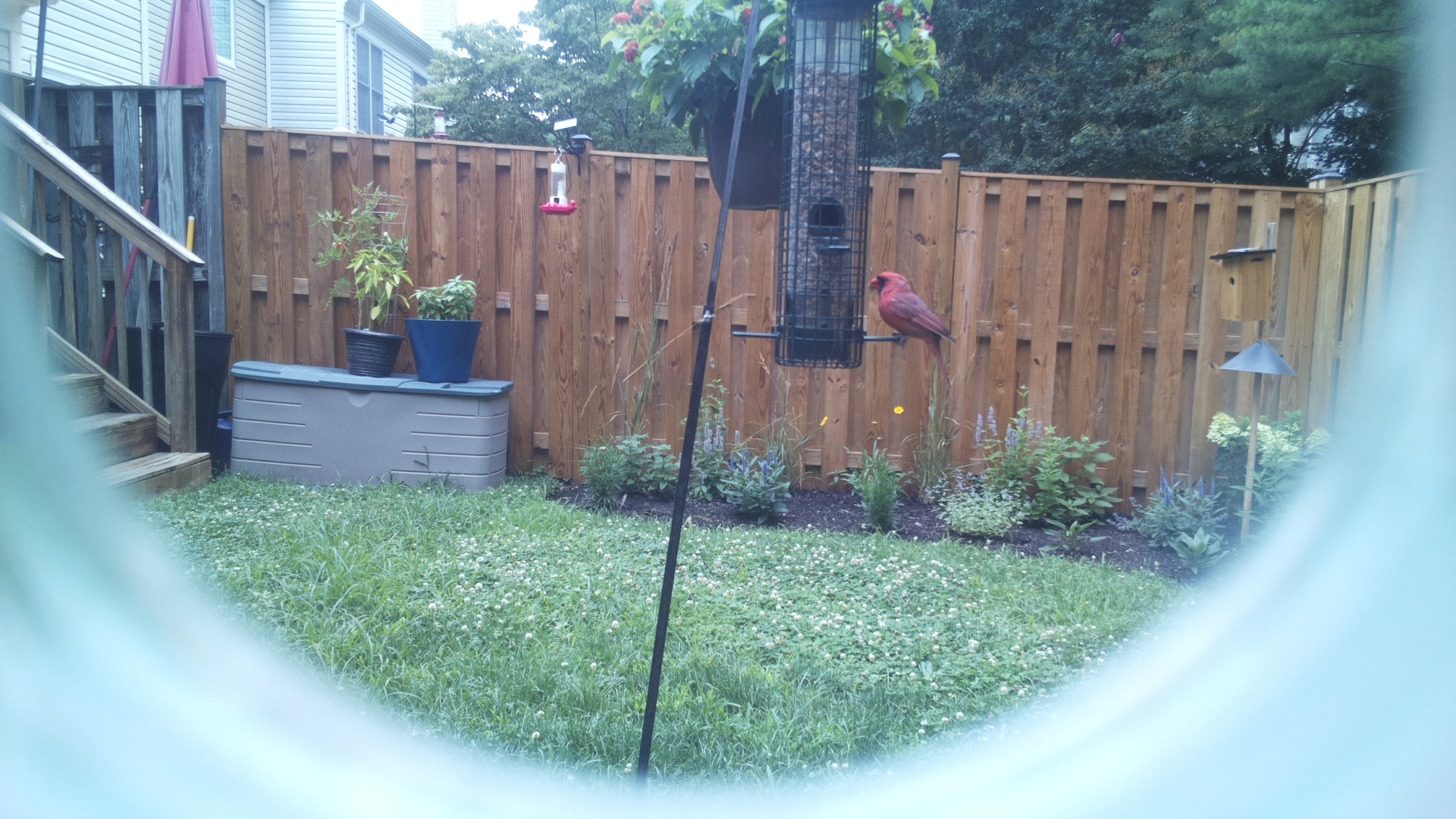 Purple Finch