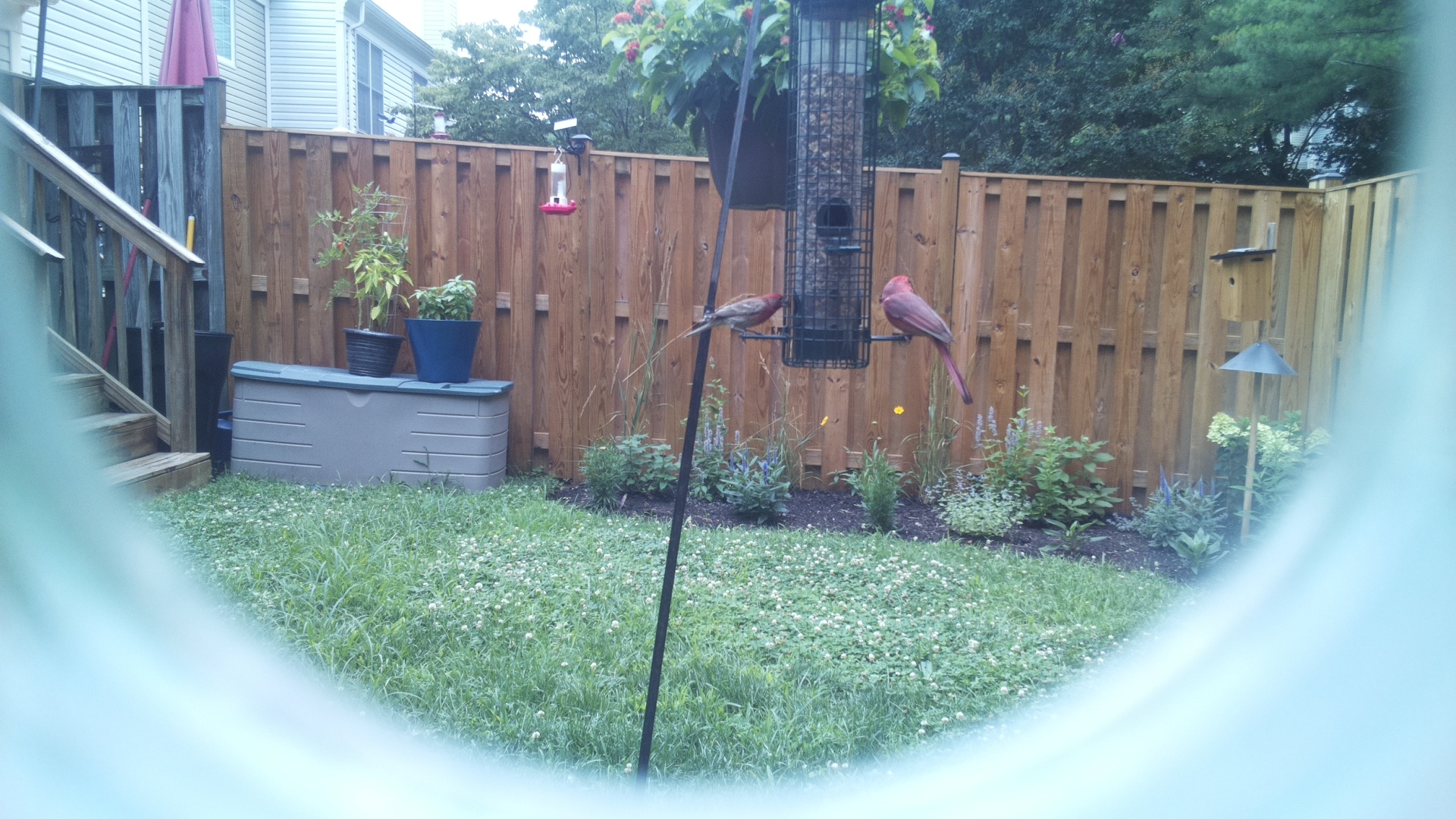 Purple Finch