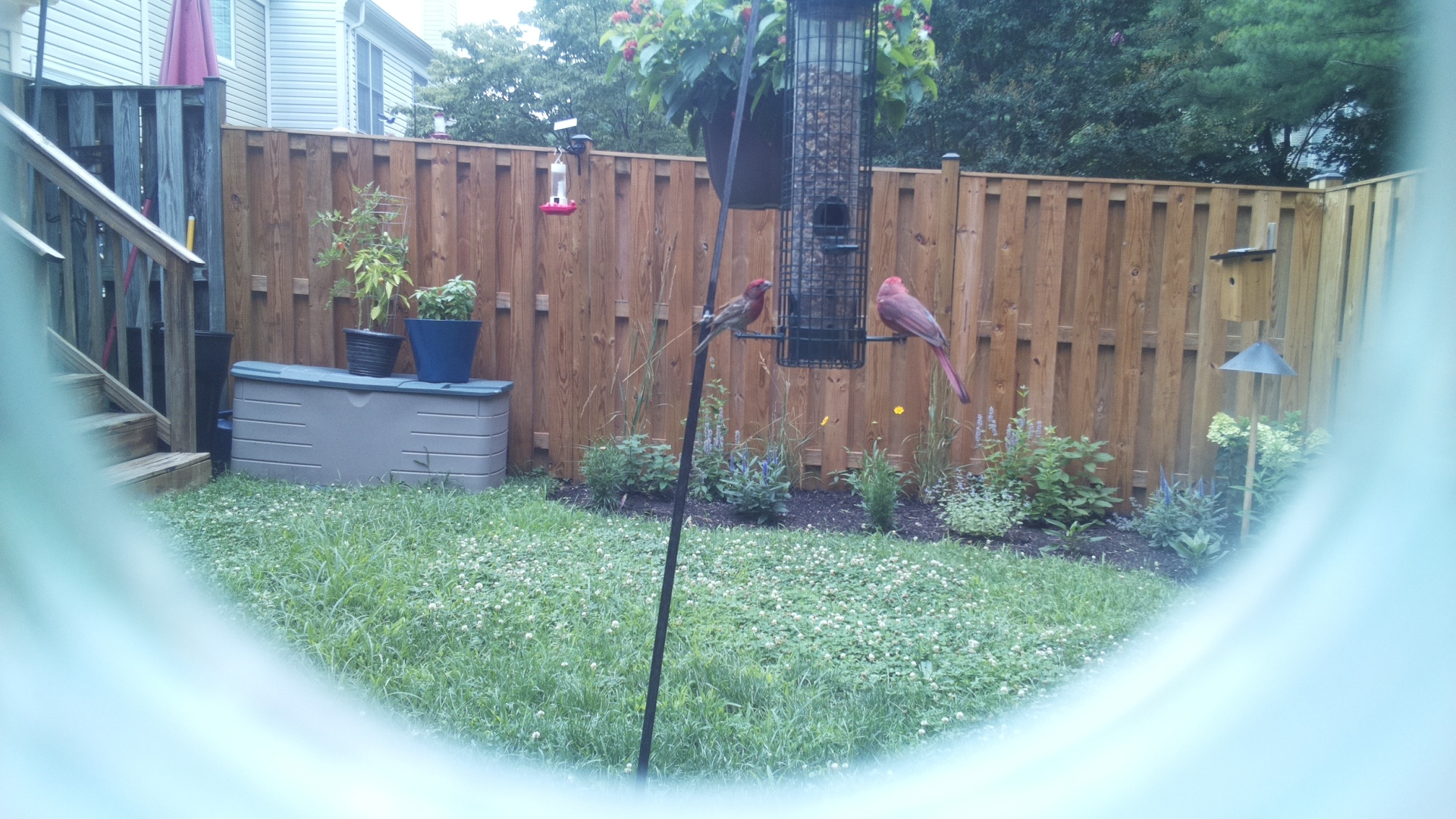 Purple Finch