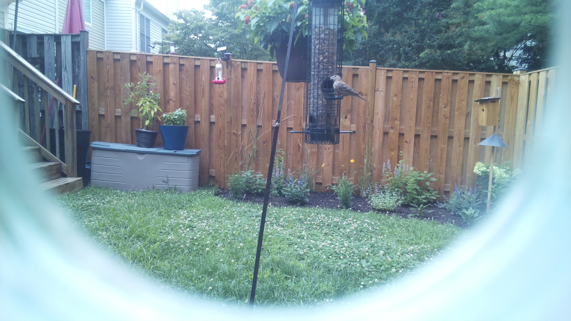 Likely Finch