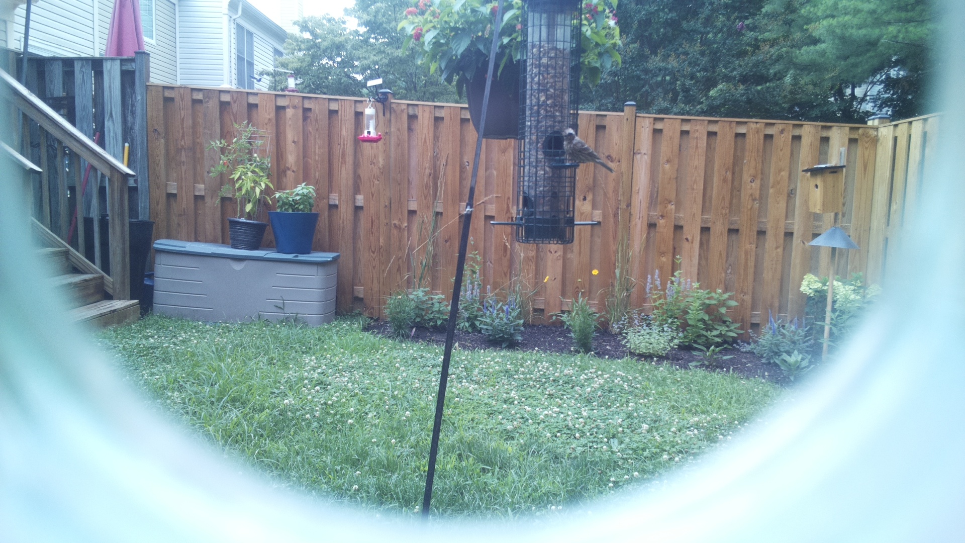 Unknown Bird
