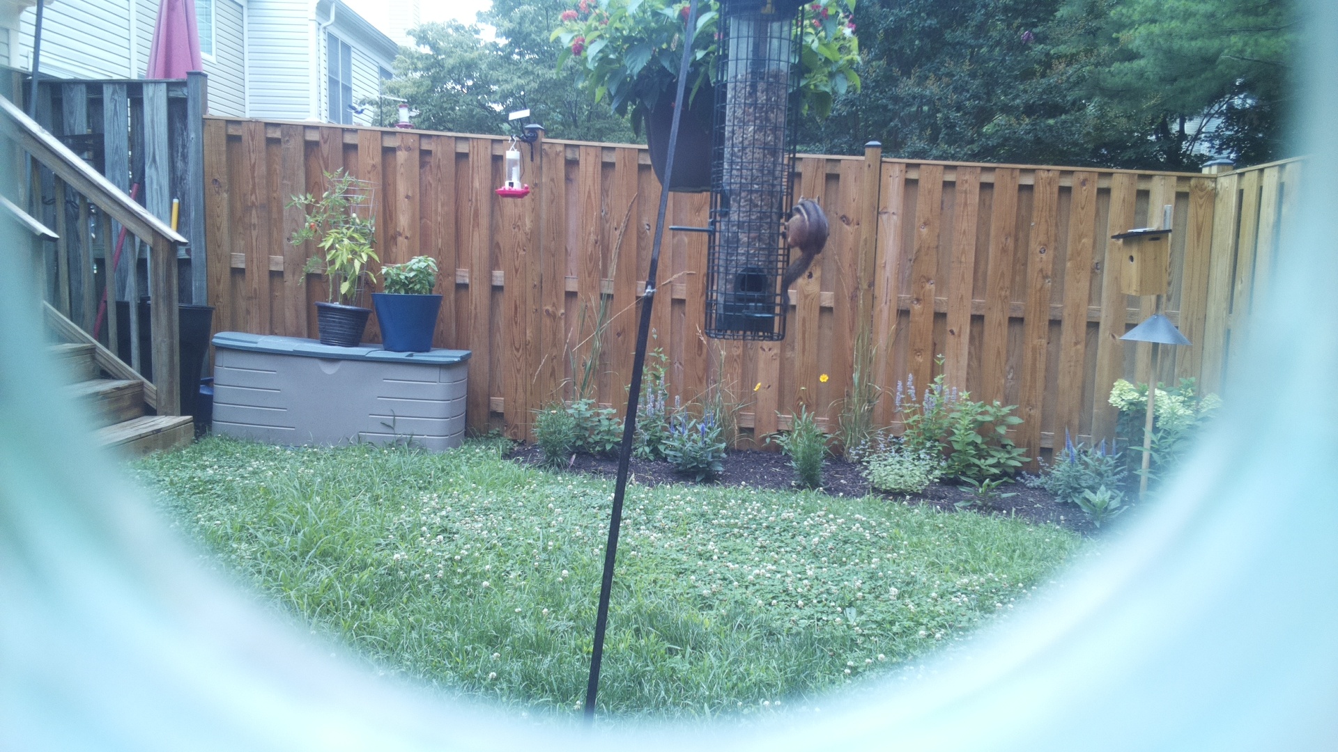 Unknown Bird
