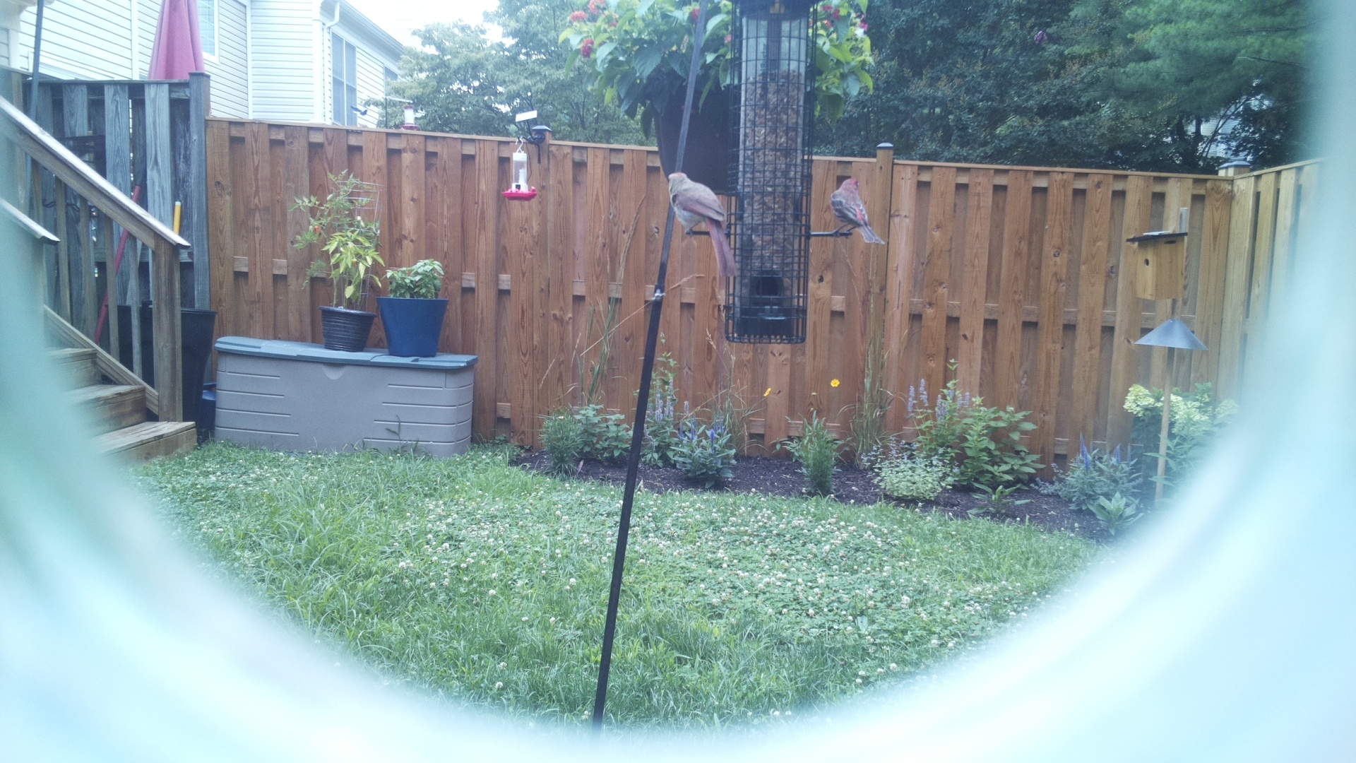 Purple Finch