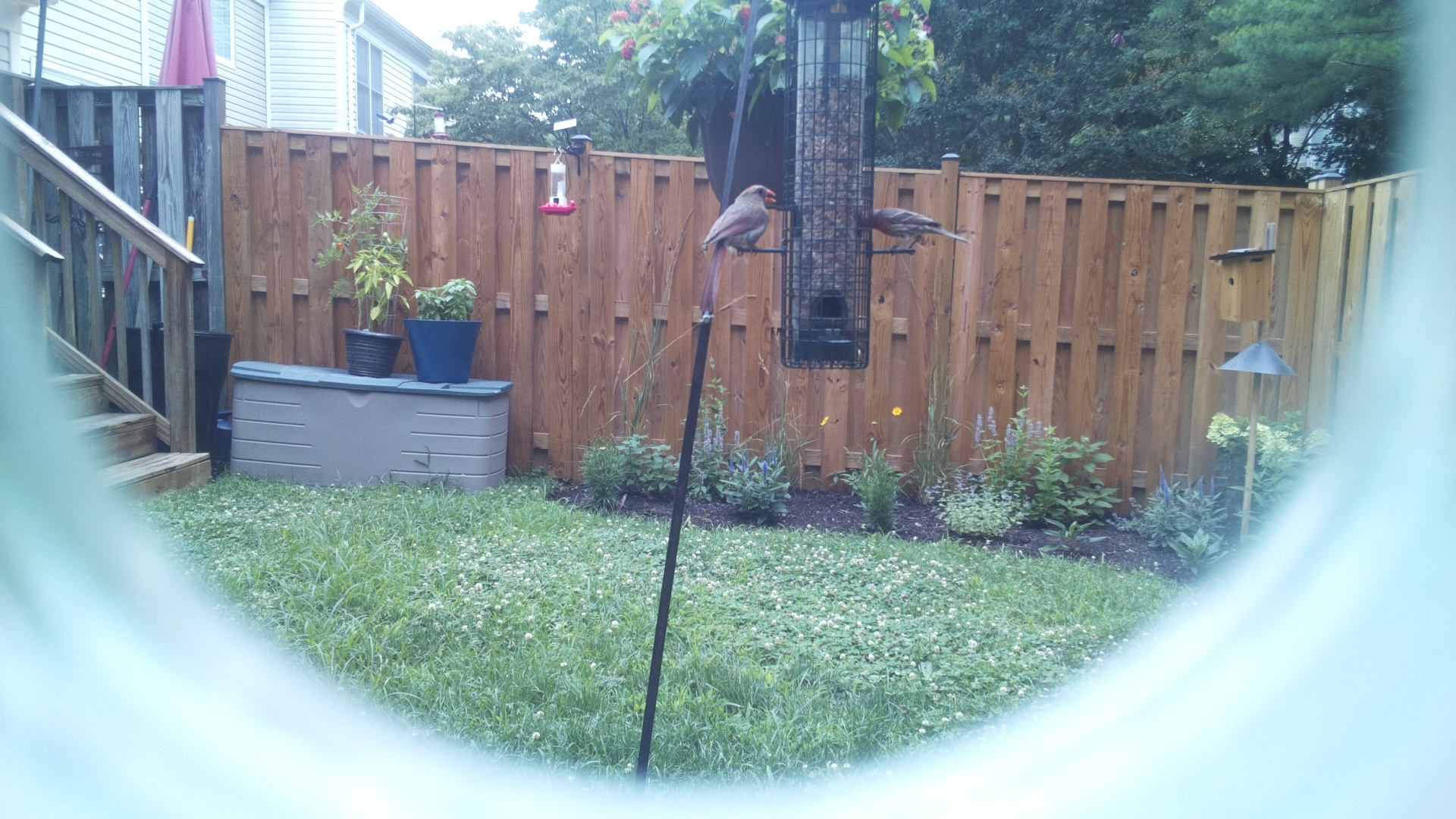 Likely Finch