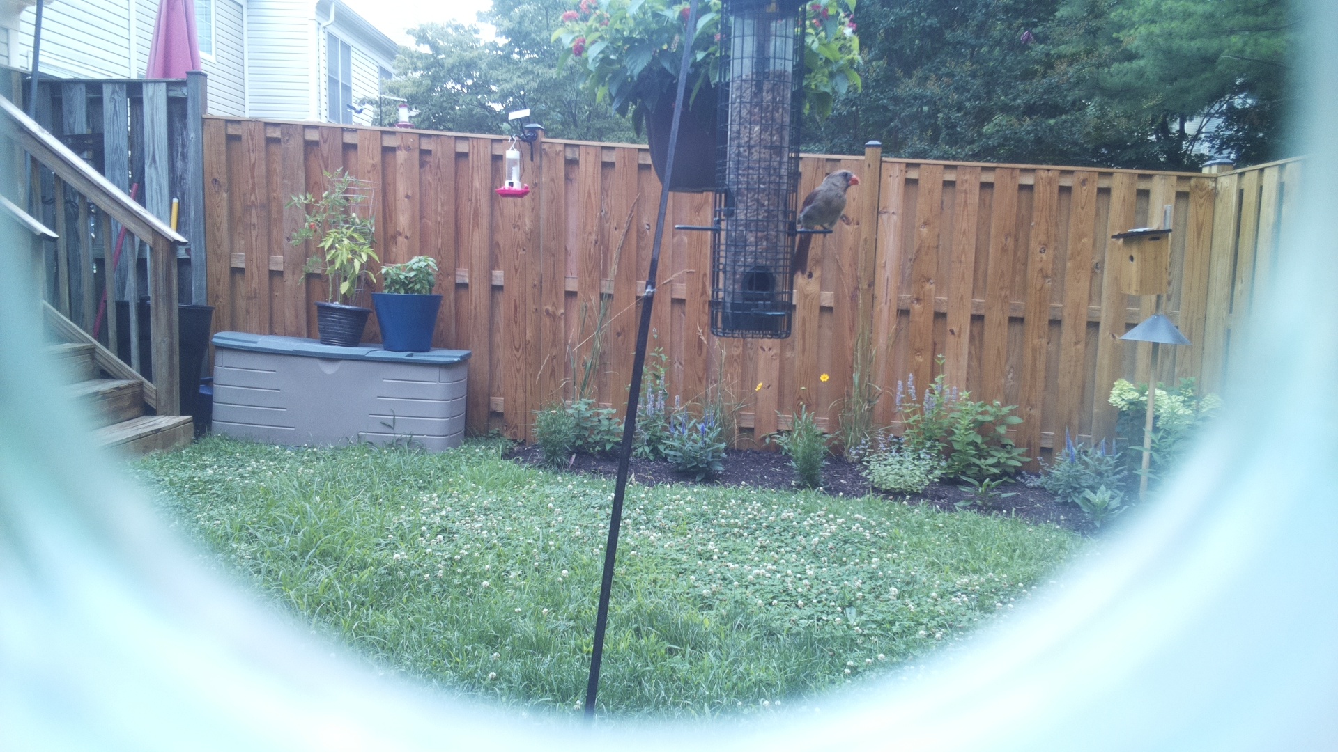 Northern Cardinal