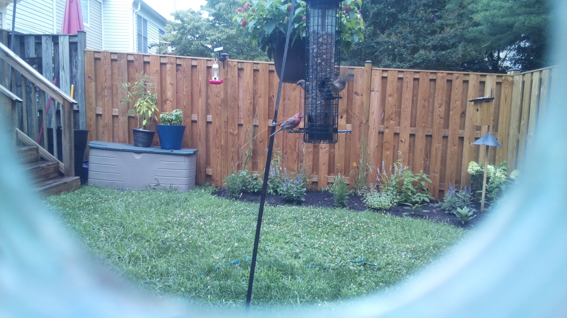 Purple Finch