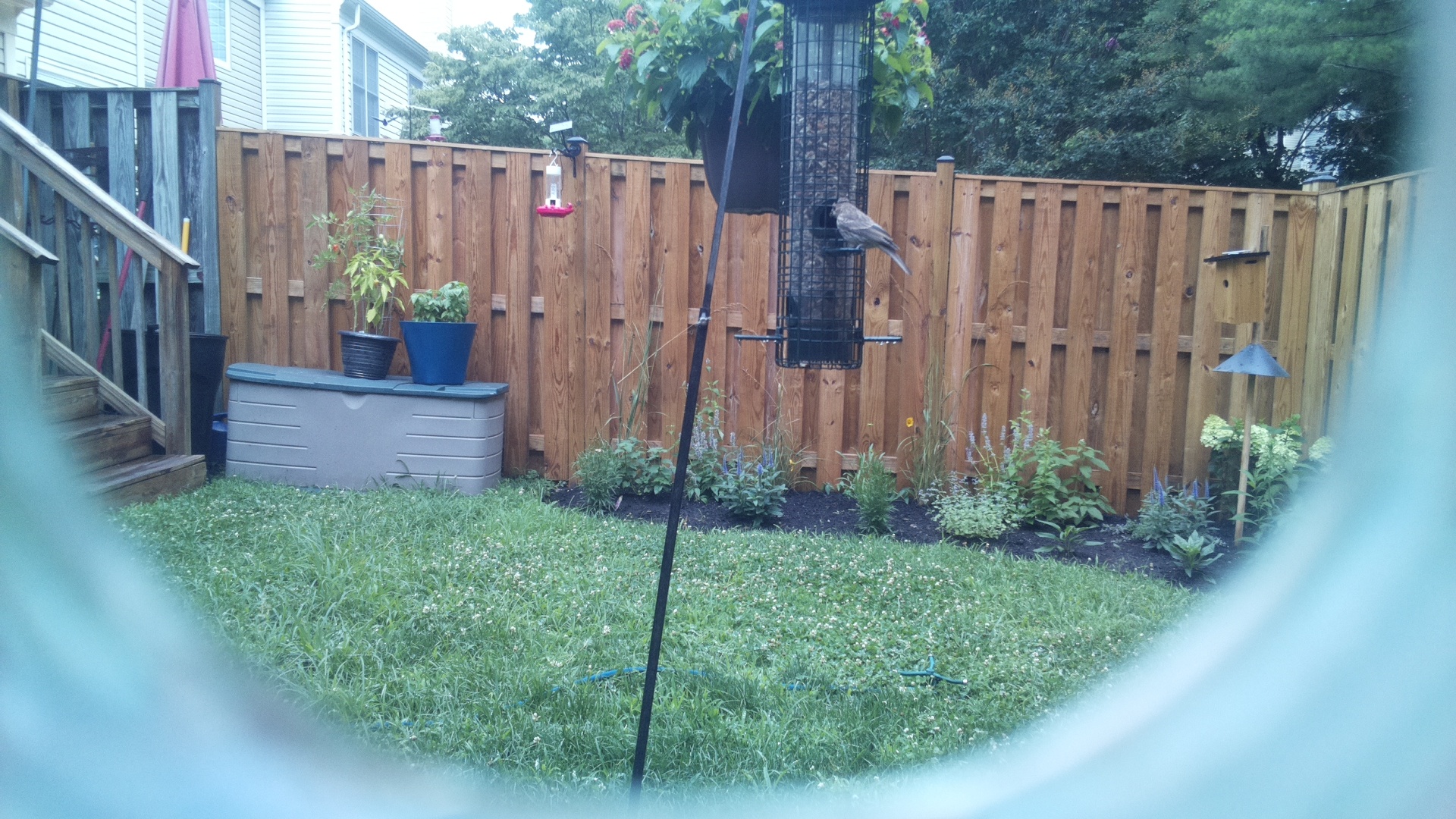 Unknown Bird