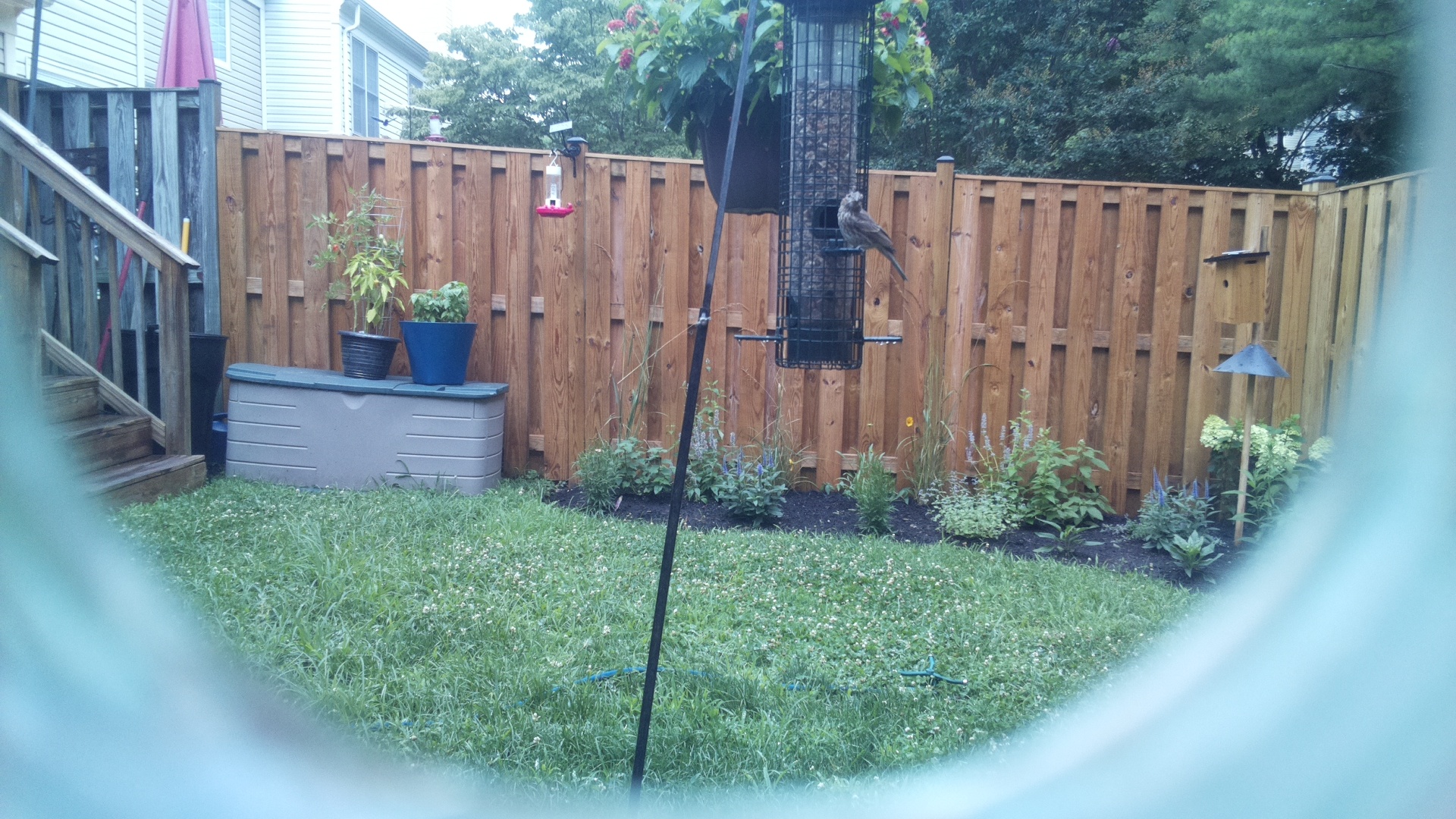 Likely Finch