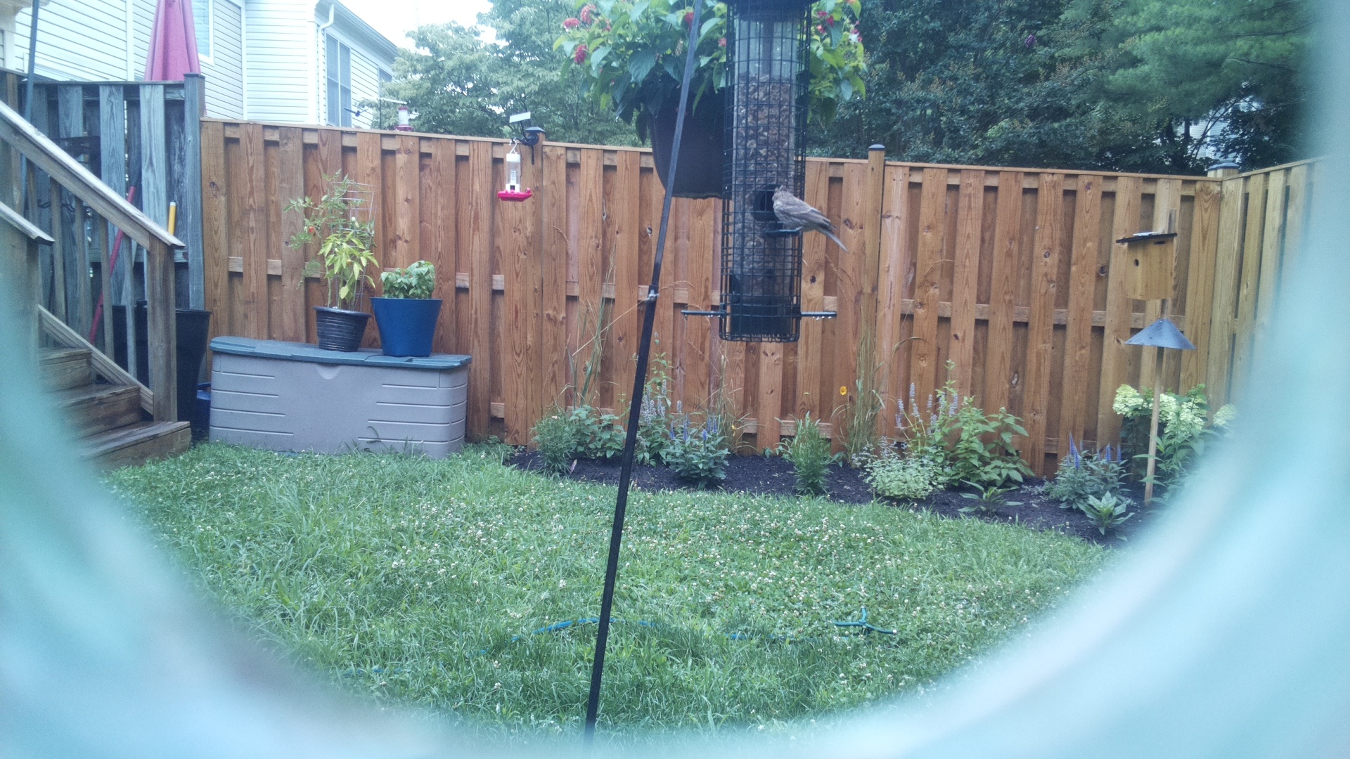 Likely Finch