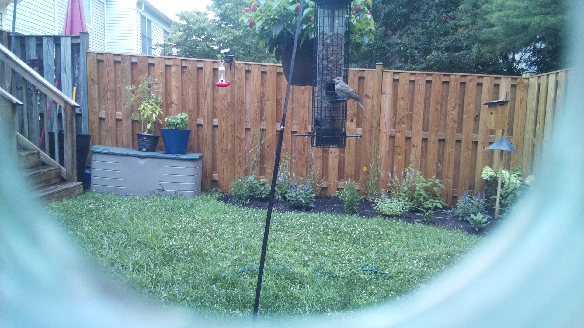 Likely Finch