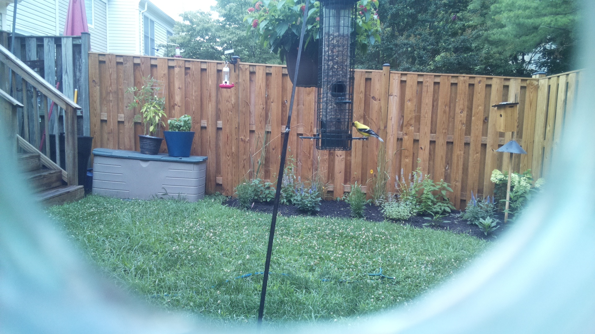 American Goldfinch