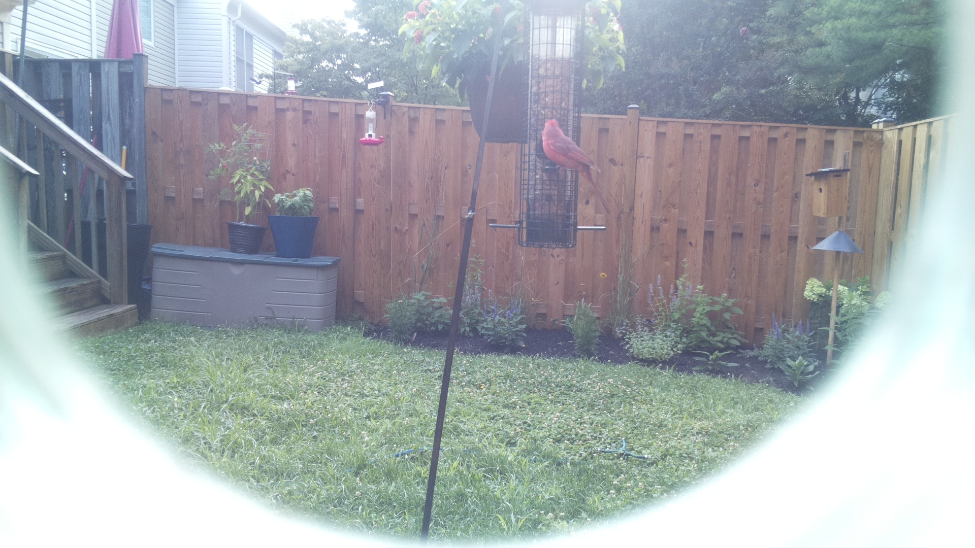Purple Finch