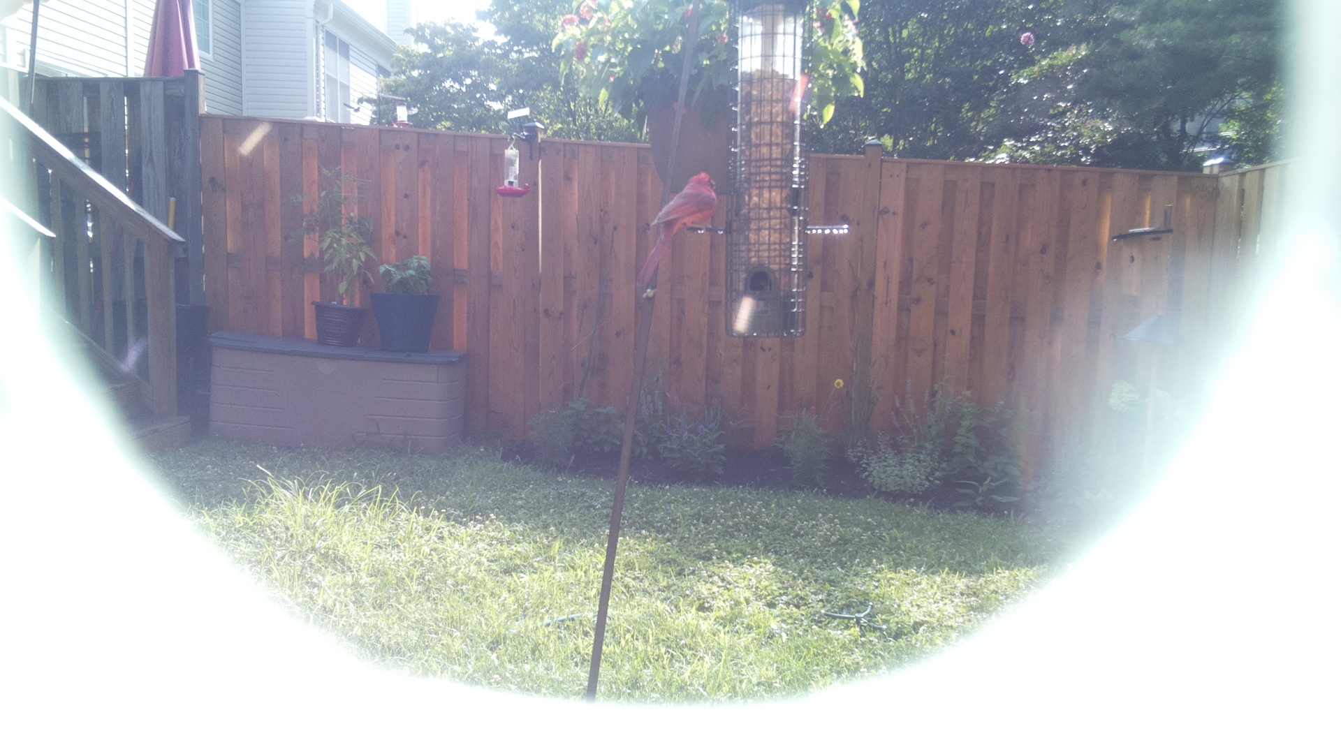 Purple Finch