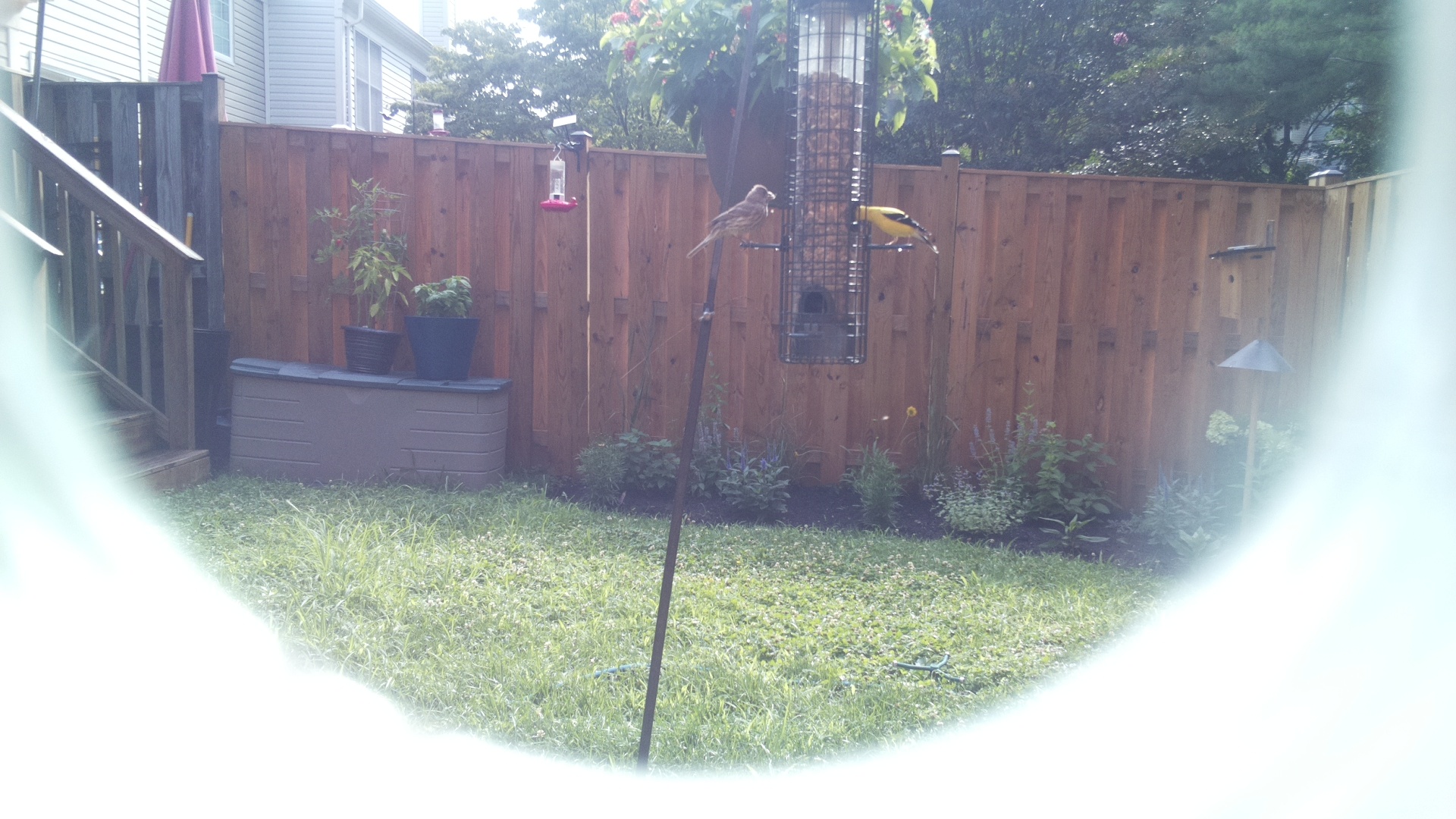 American Goldfinch