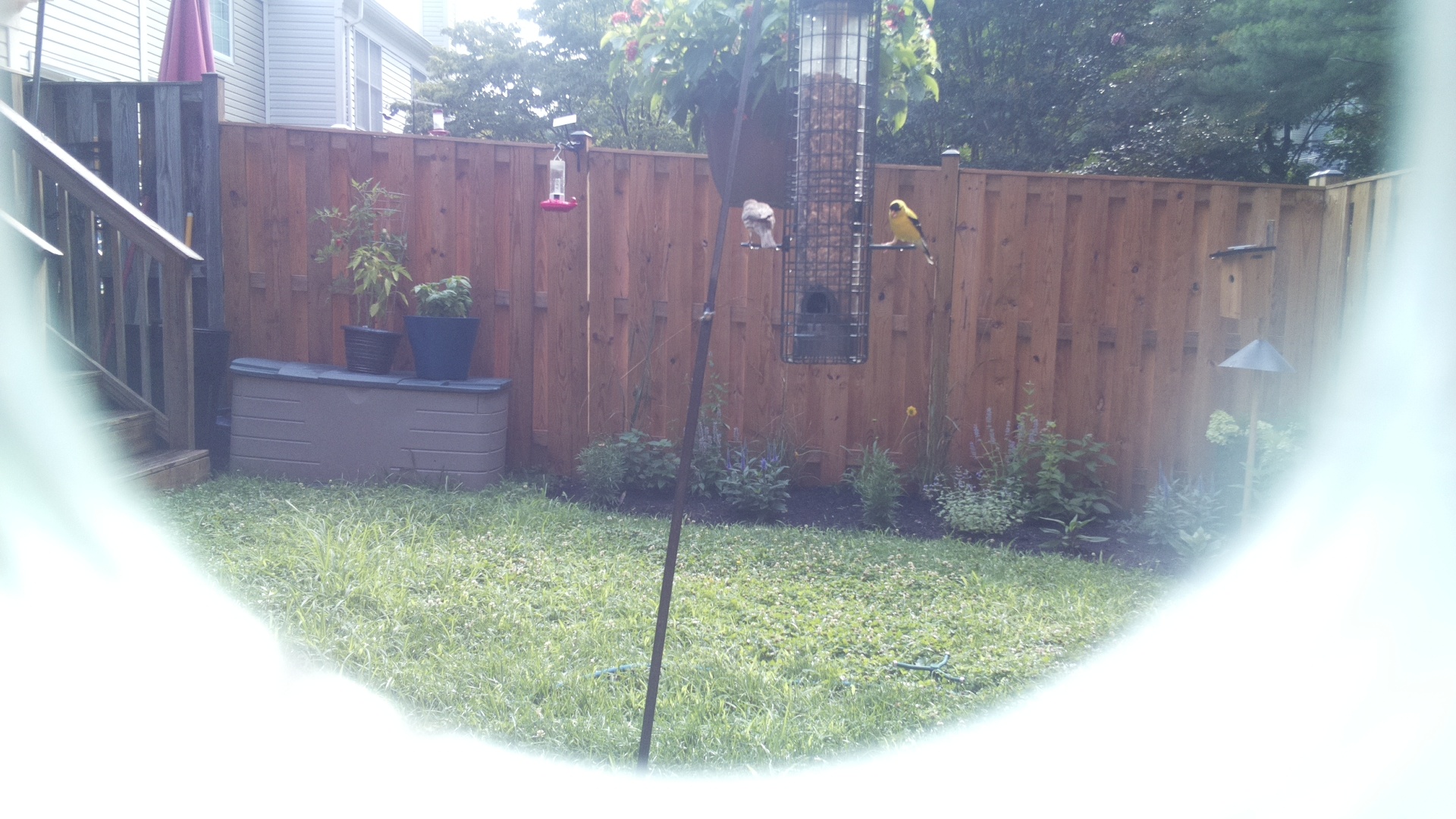 American Goldfinch