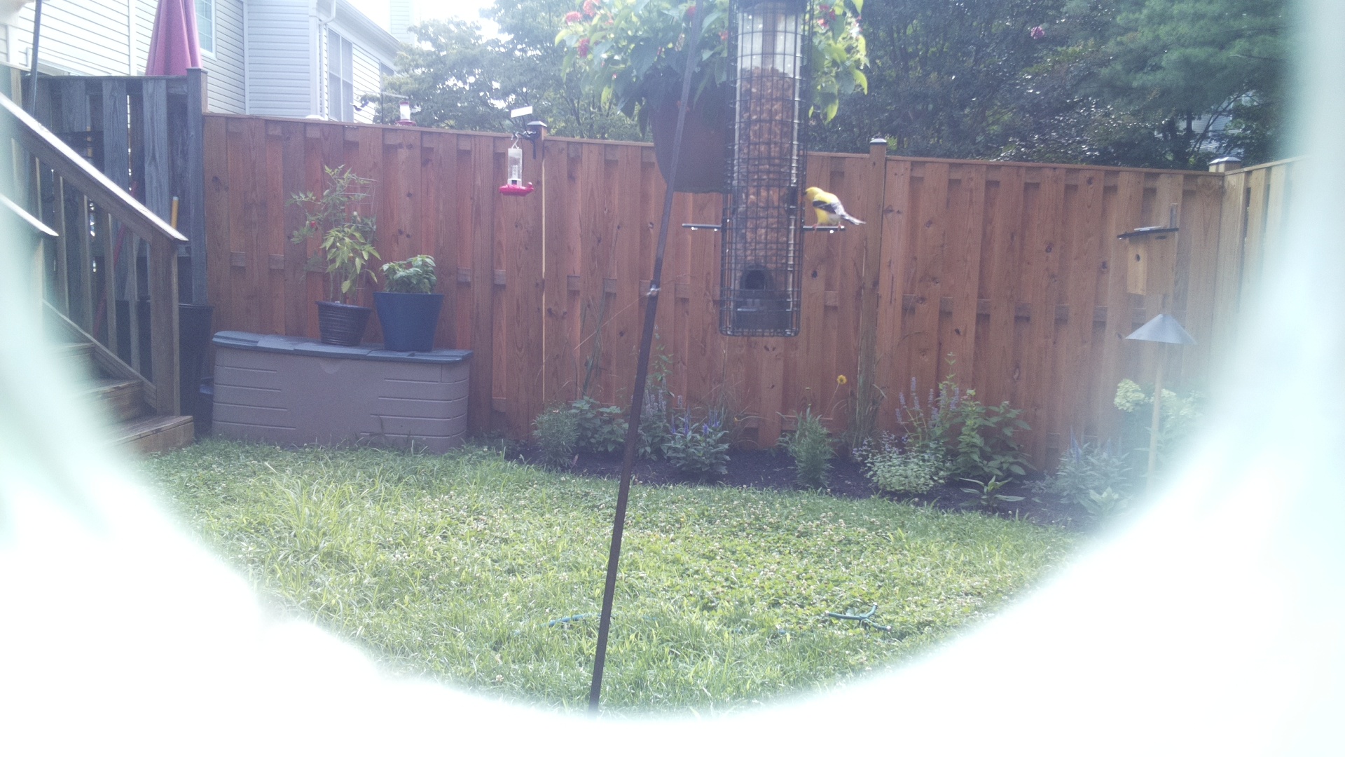 American Goldfinch
