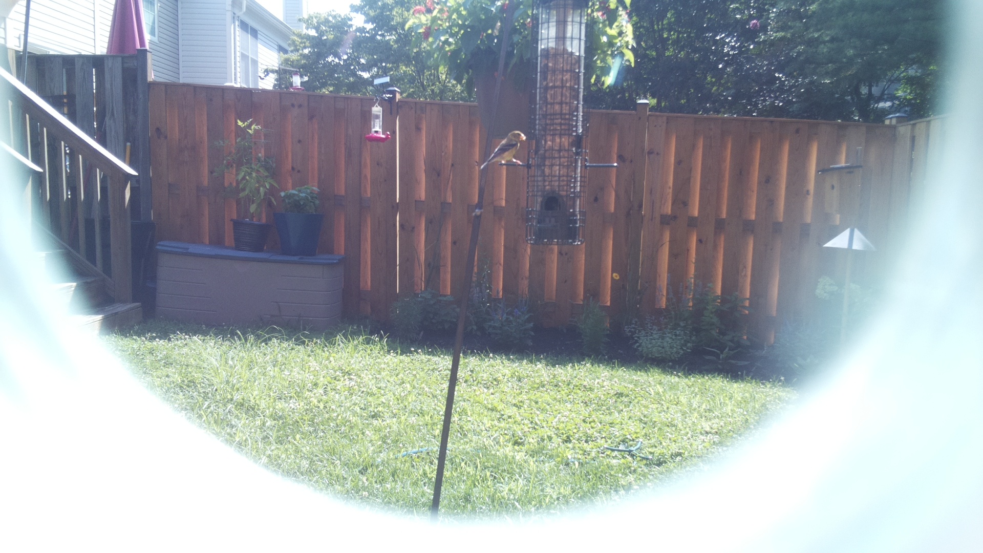 American Goldfinch