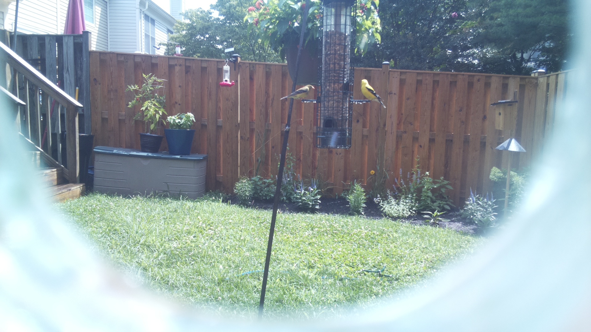 American Goldfinch