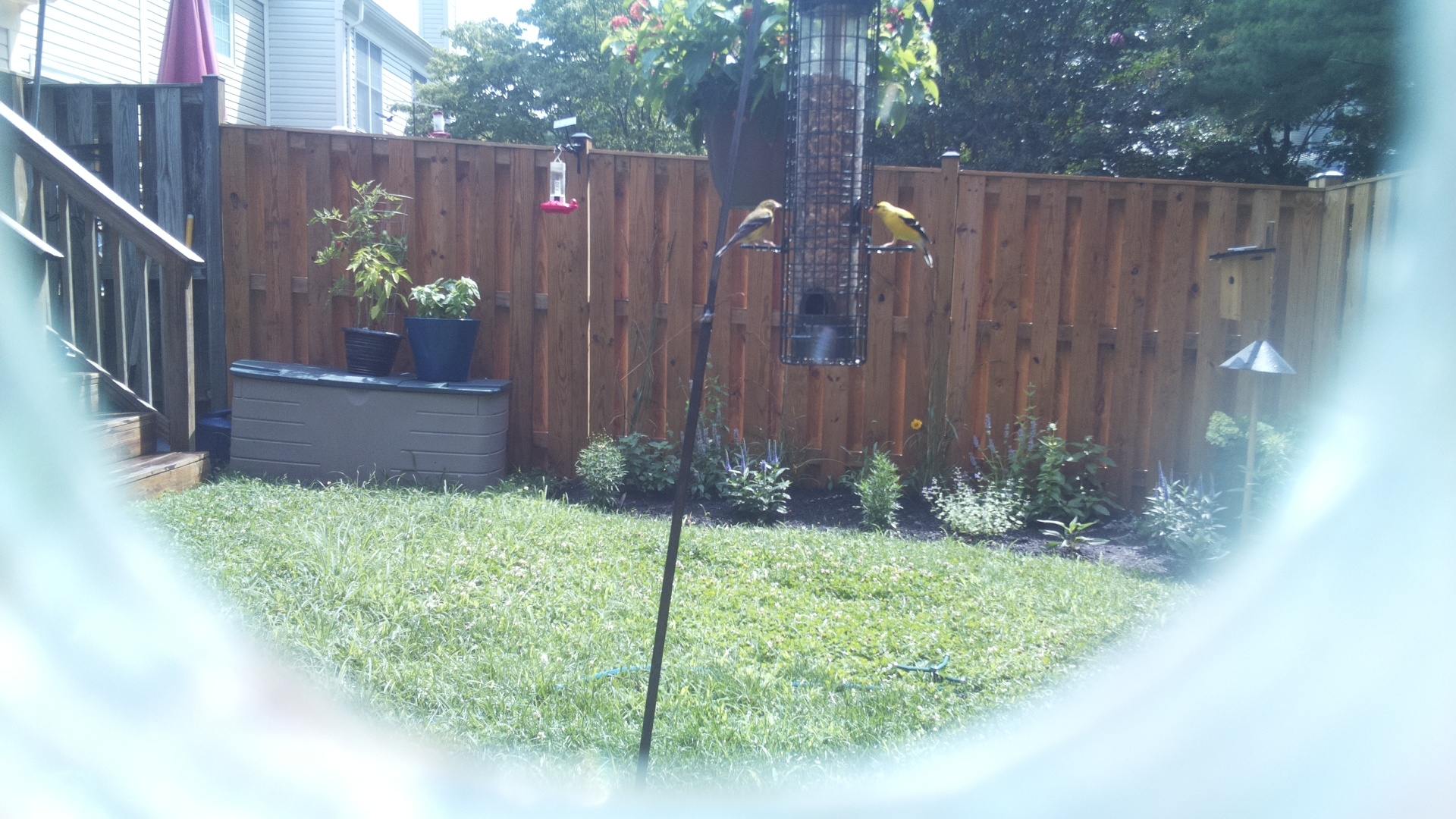 American Goldfinch