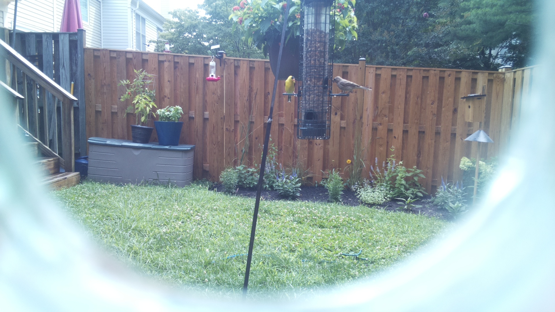 Brown-headed Cowbird