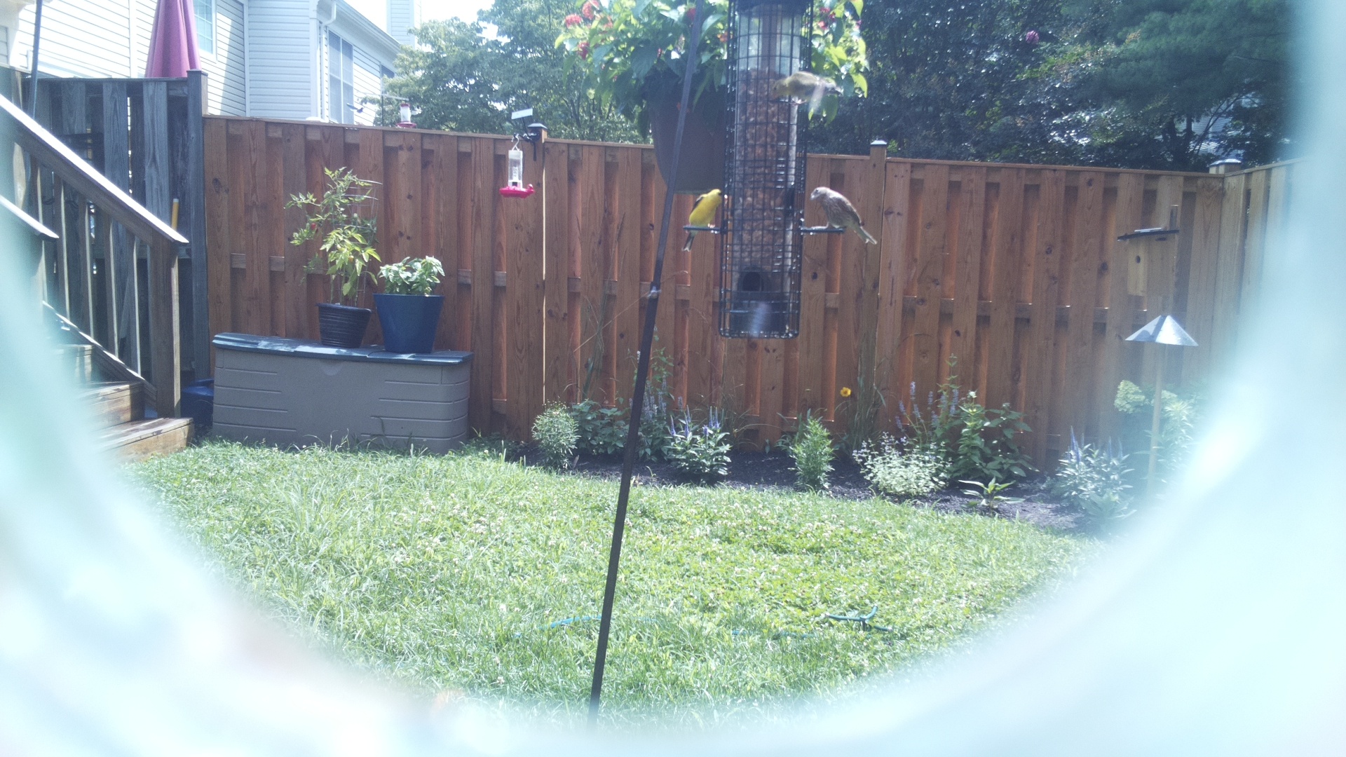 Likely Finch