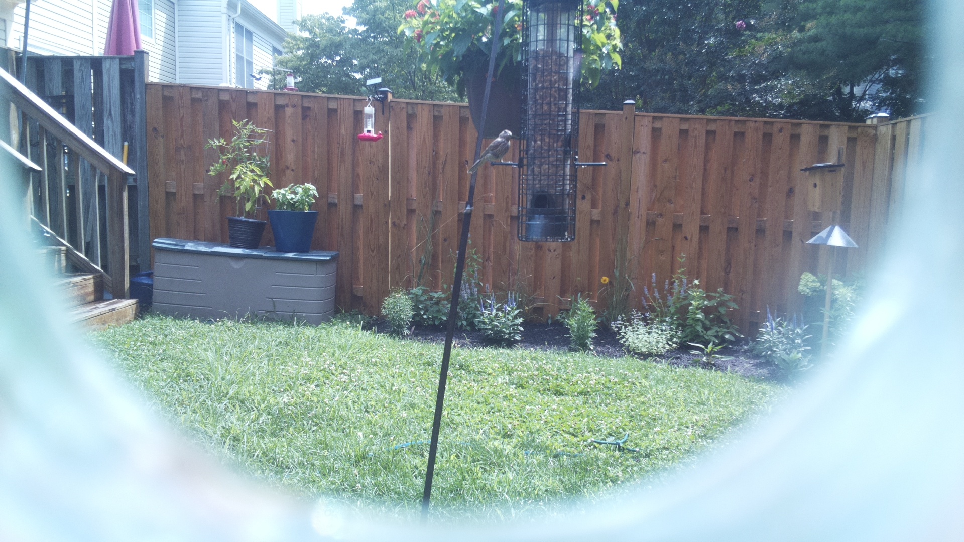 Unknown Bird